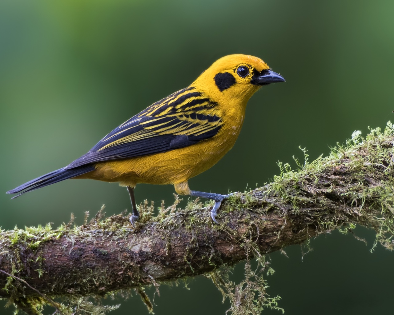 , golden, tanager, , 