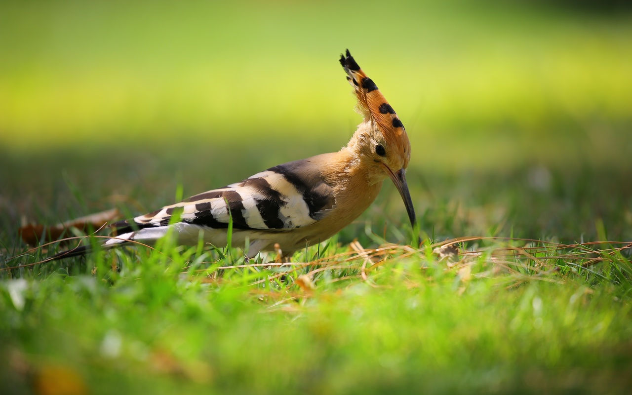 , hoopoe, 