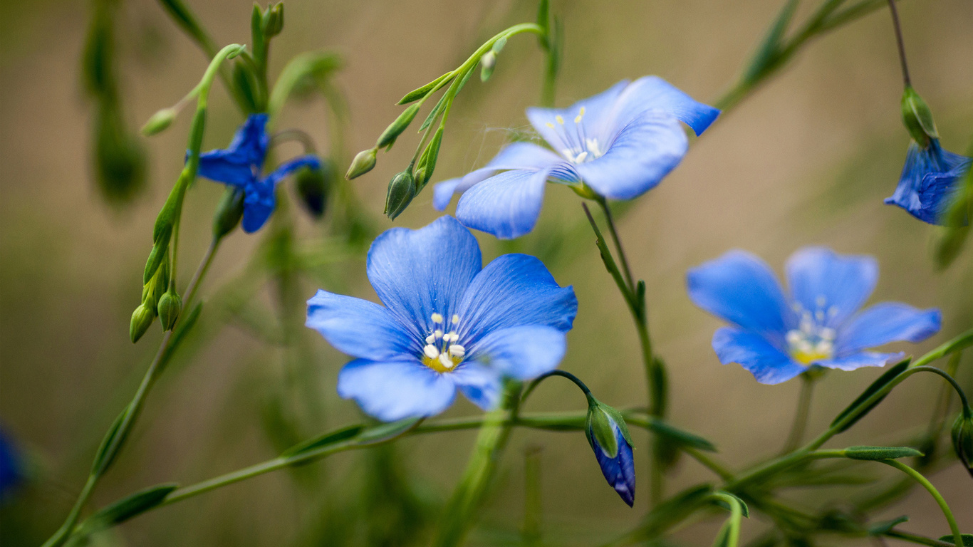 blue, flowers, bokeh, field, flowers