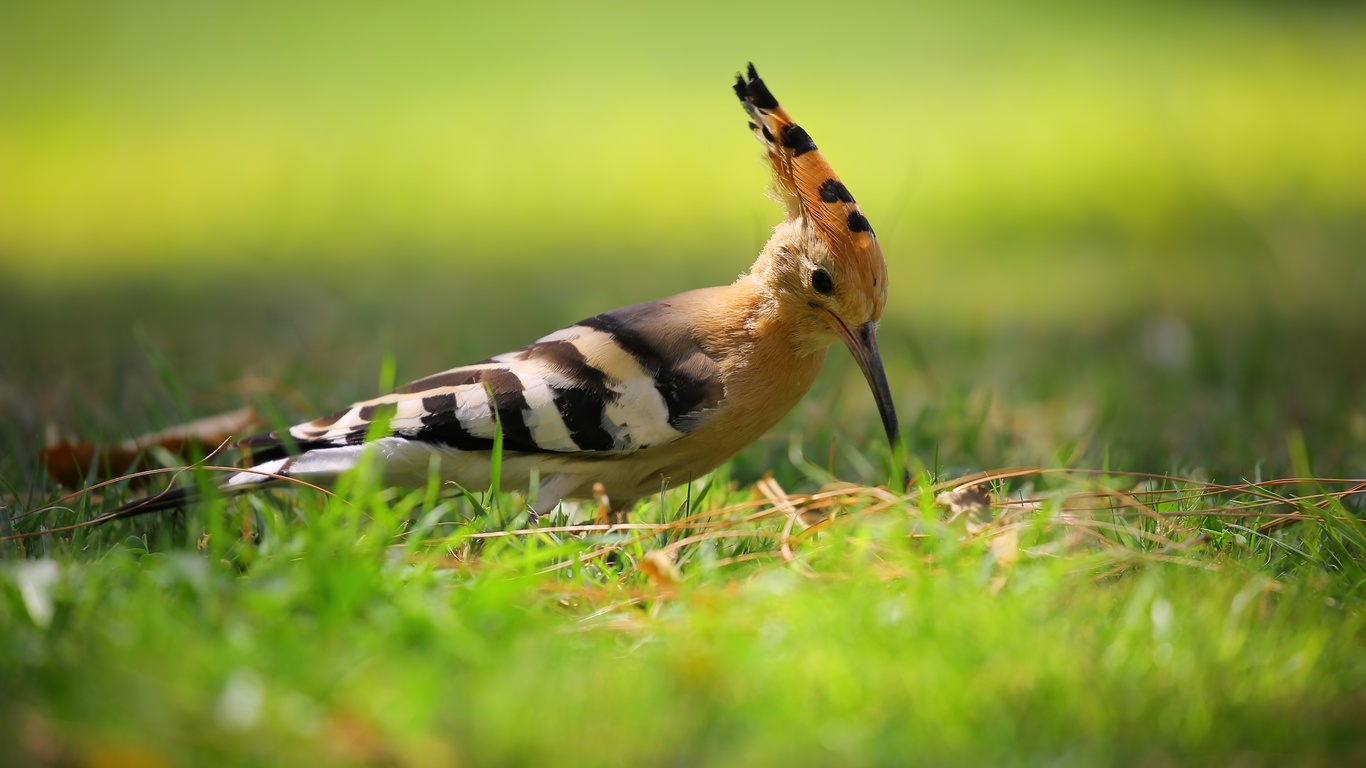 , hoopoe, 