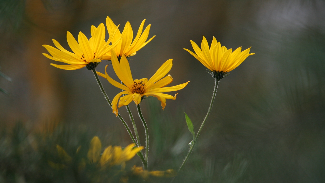 yellow, flowers