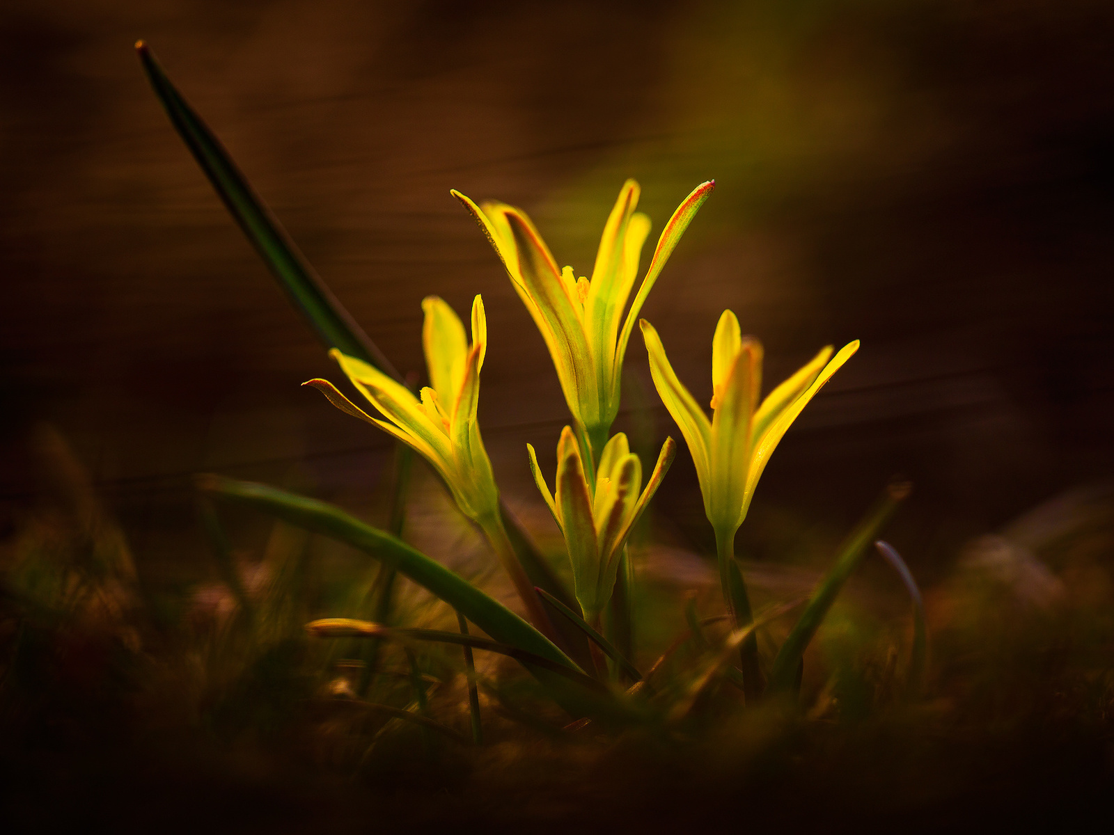 yellow, flowers