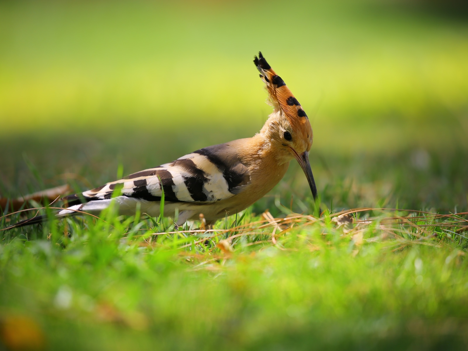 , hoopoe, 