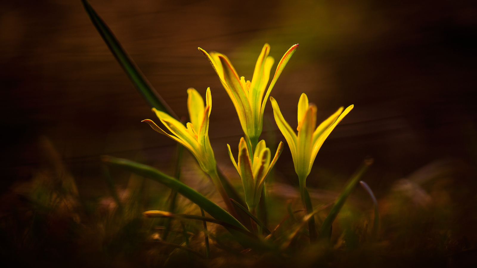 yellow, flowers