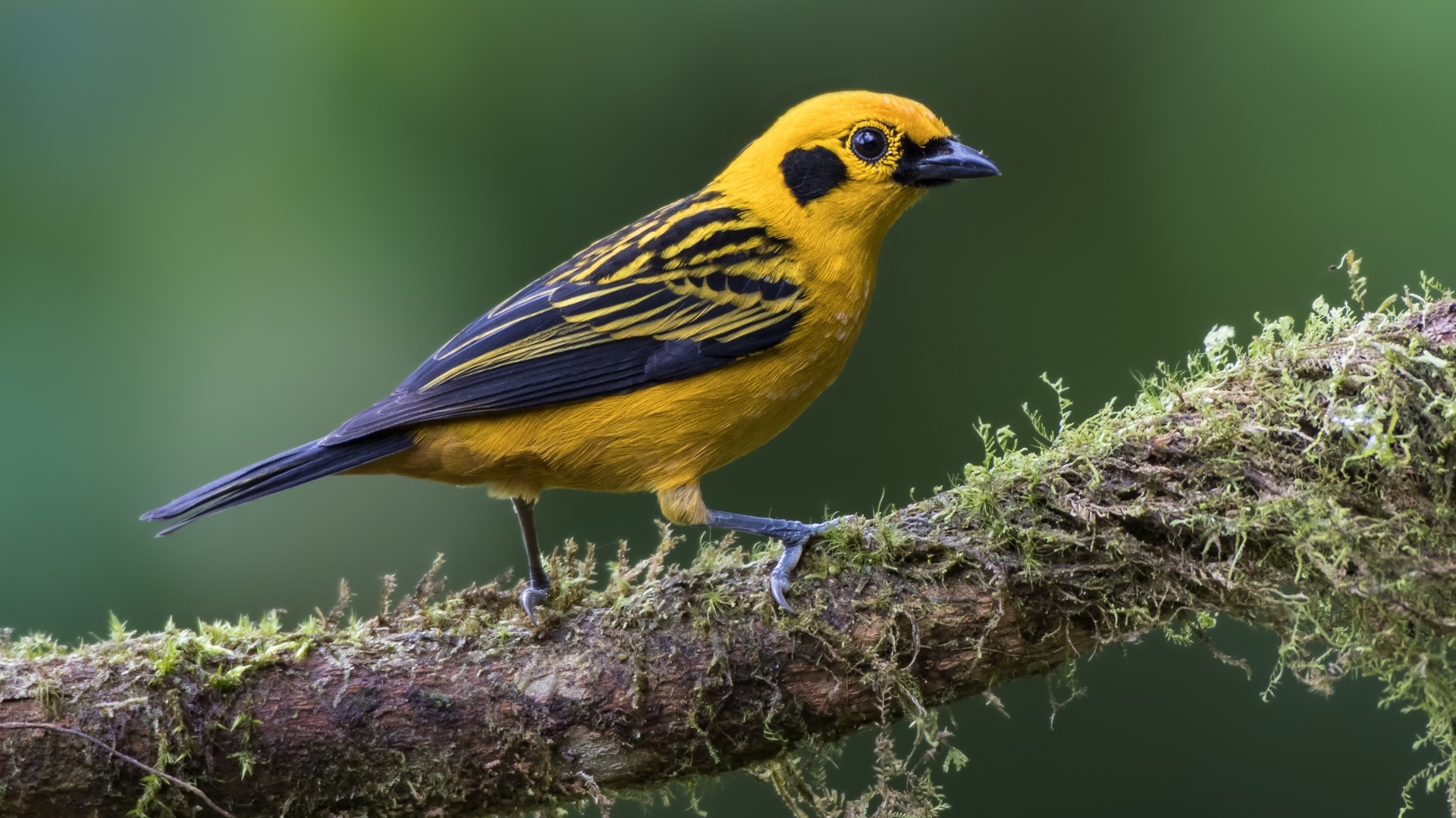 , golden, tanager, , 