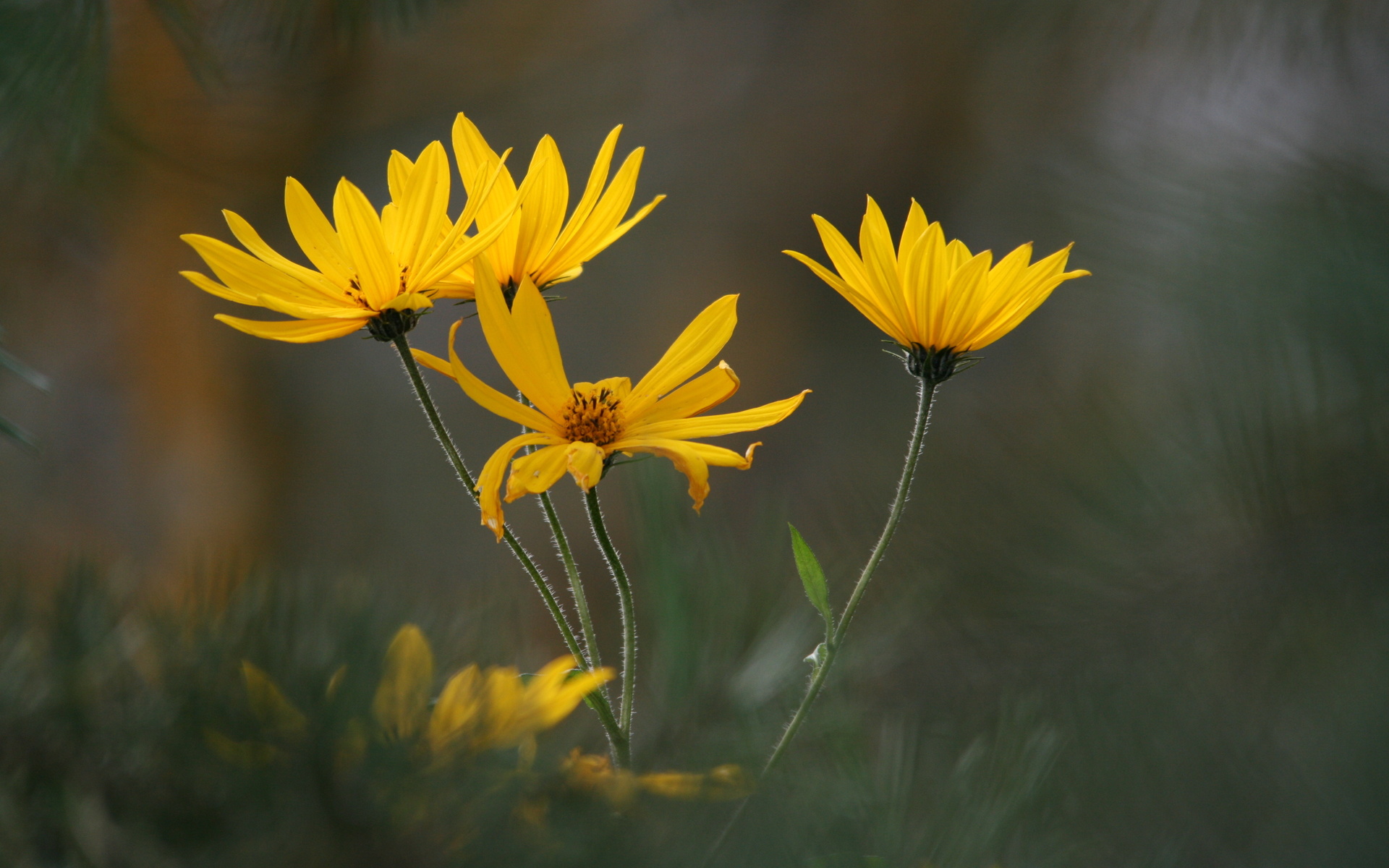 yellow, flowers