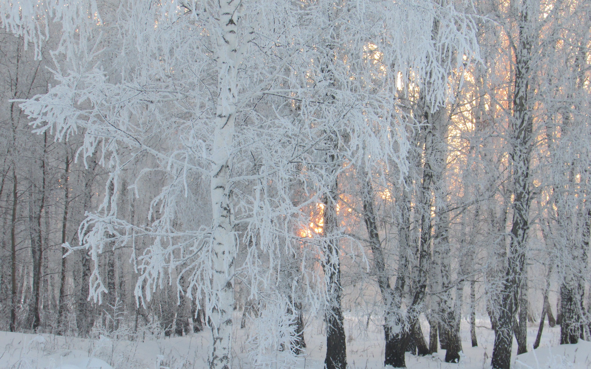 birch, winter, trees