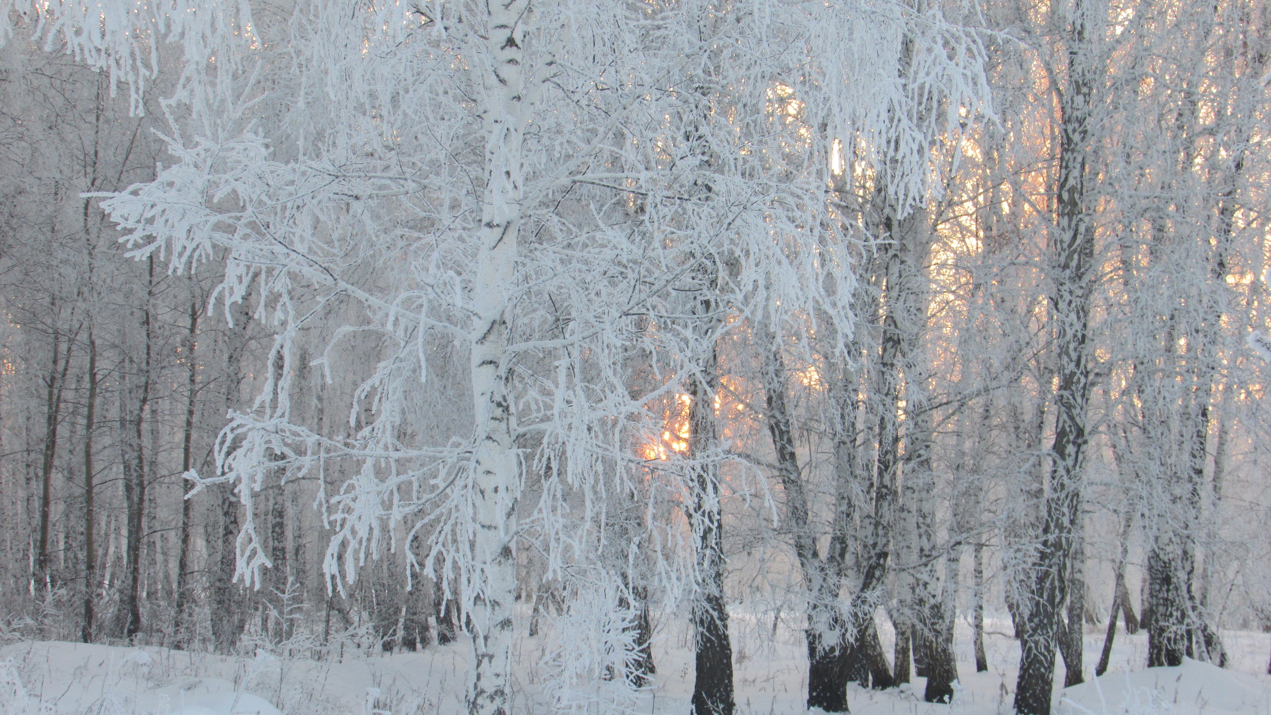 birch, winter, trees