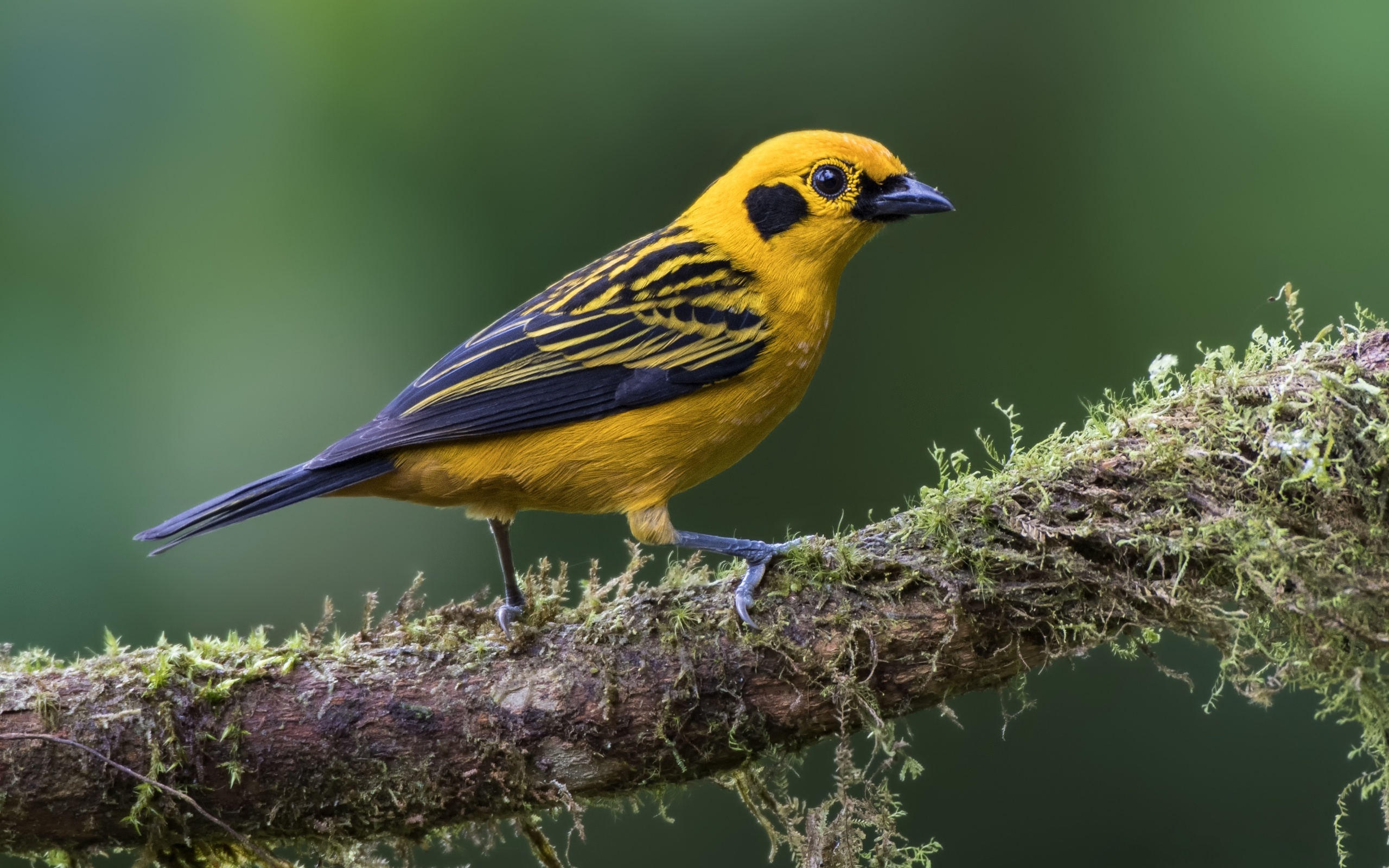 , golden, tanager, , 