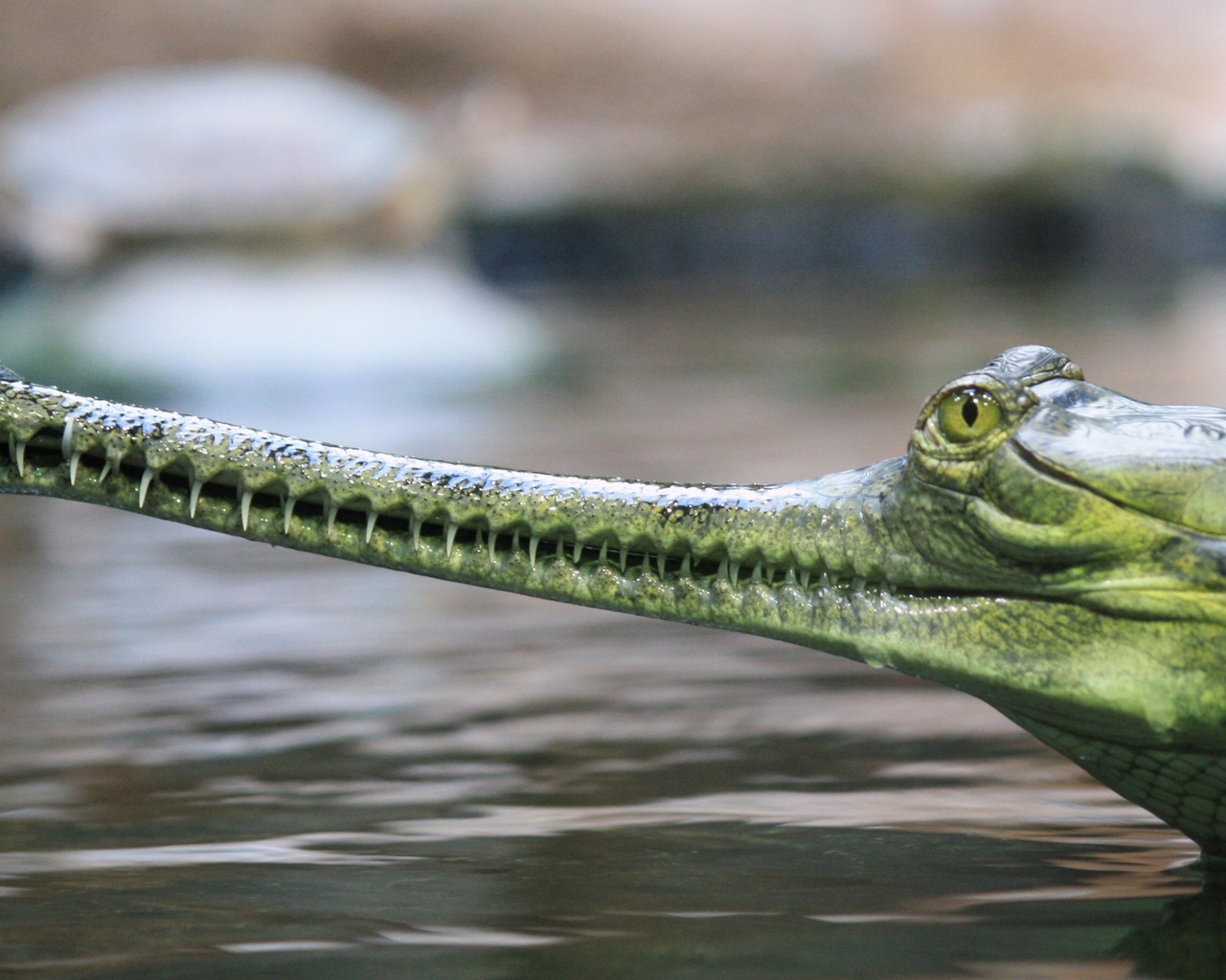 gharial, , , , 