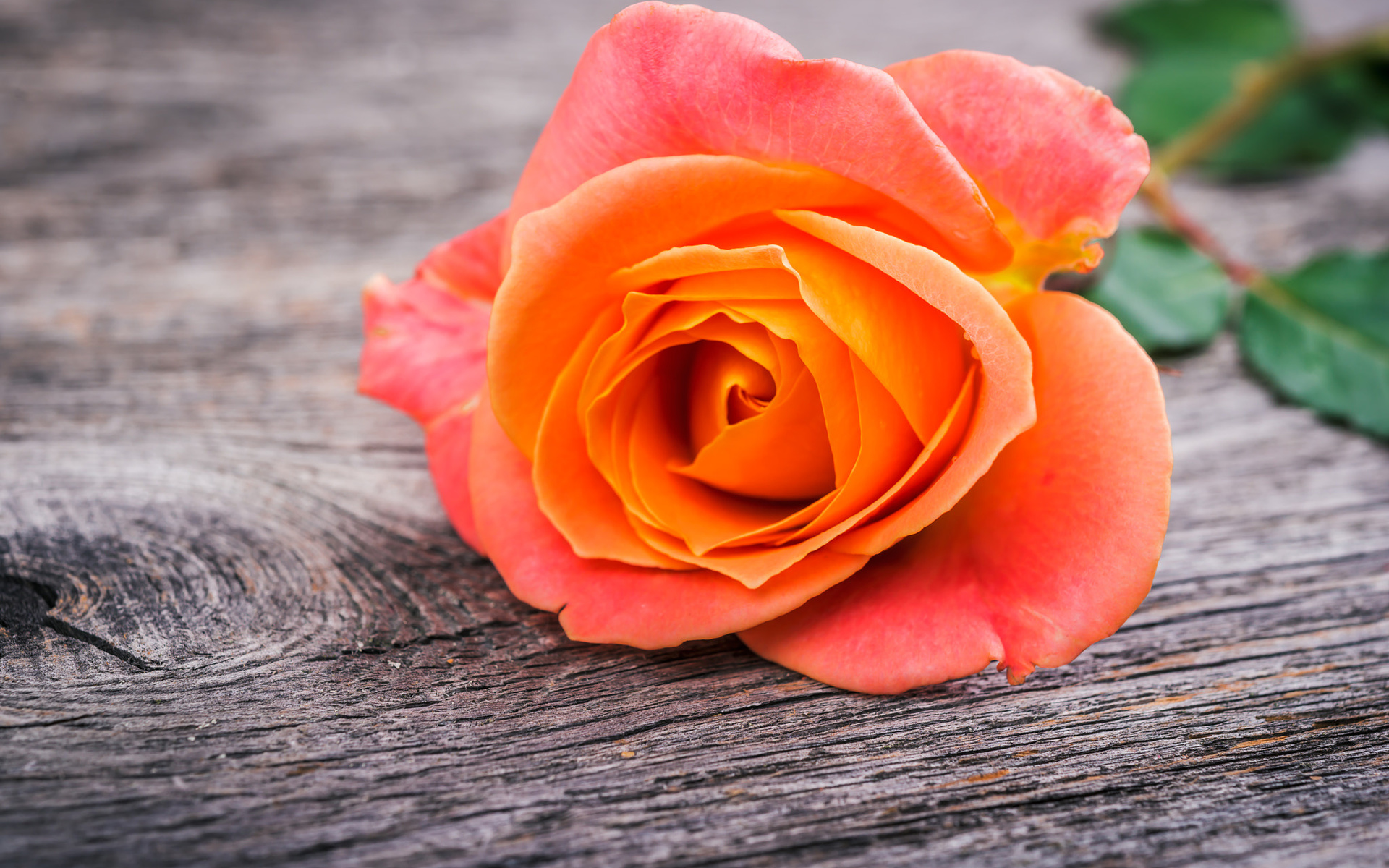 roses, flowers, macro, flora