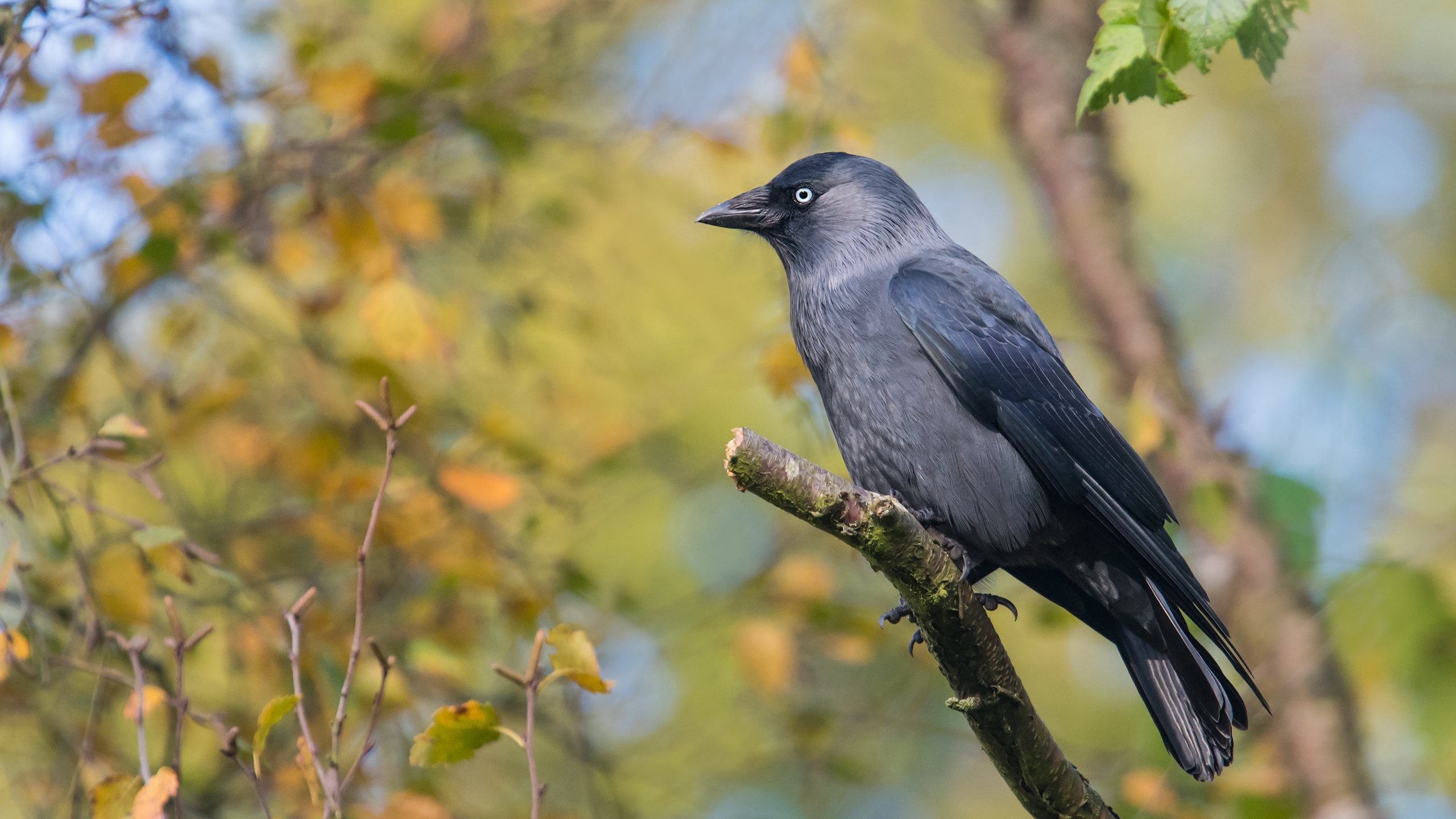 , , western jackdaw, , 