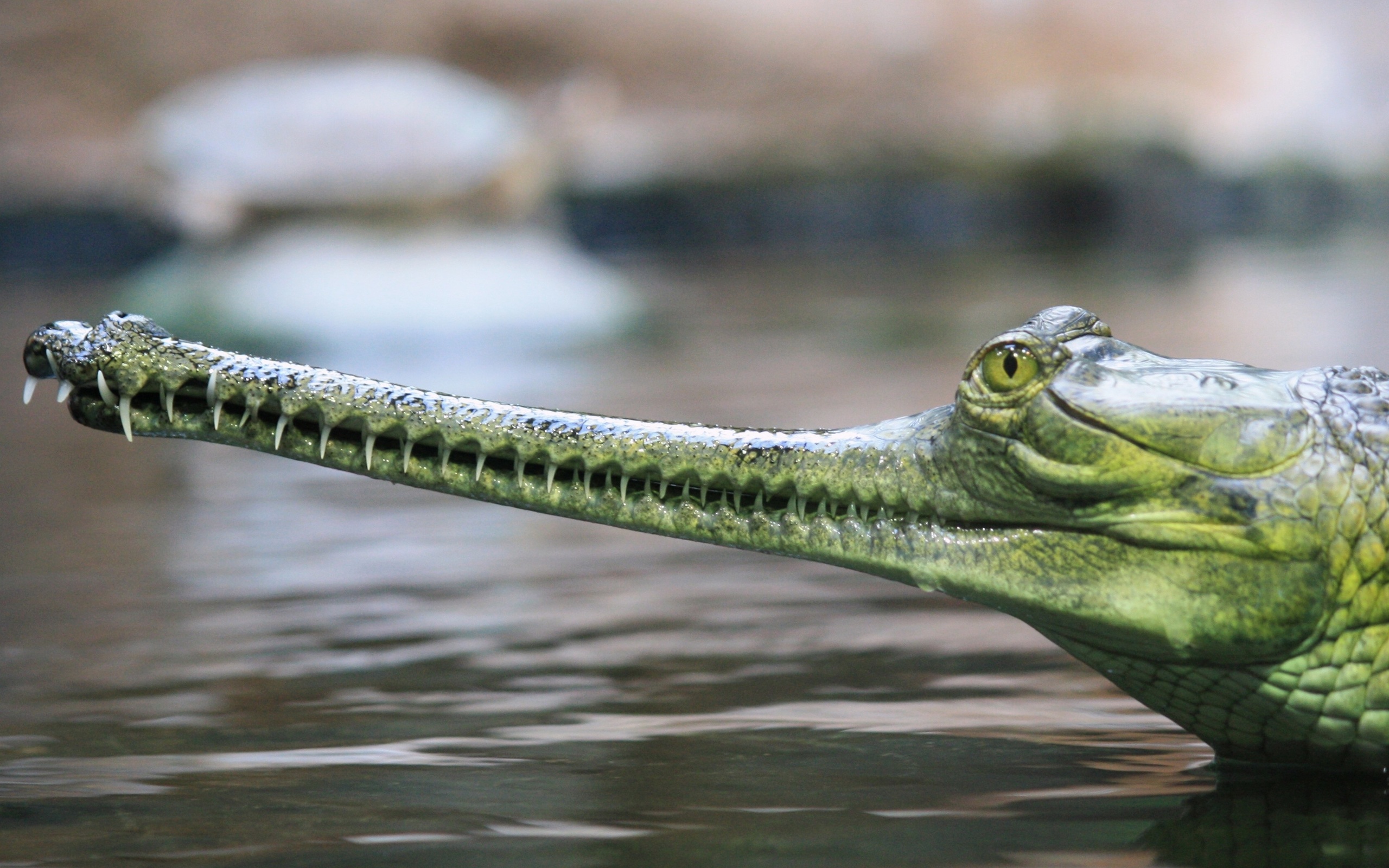 gharial, , , , 