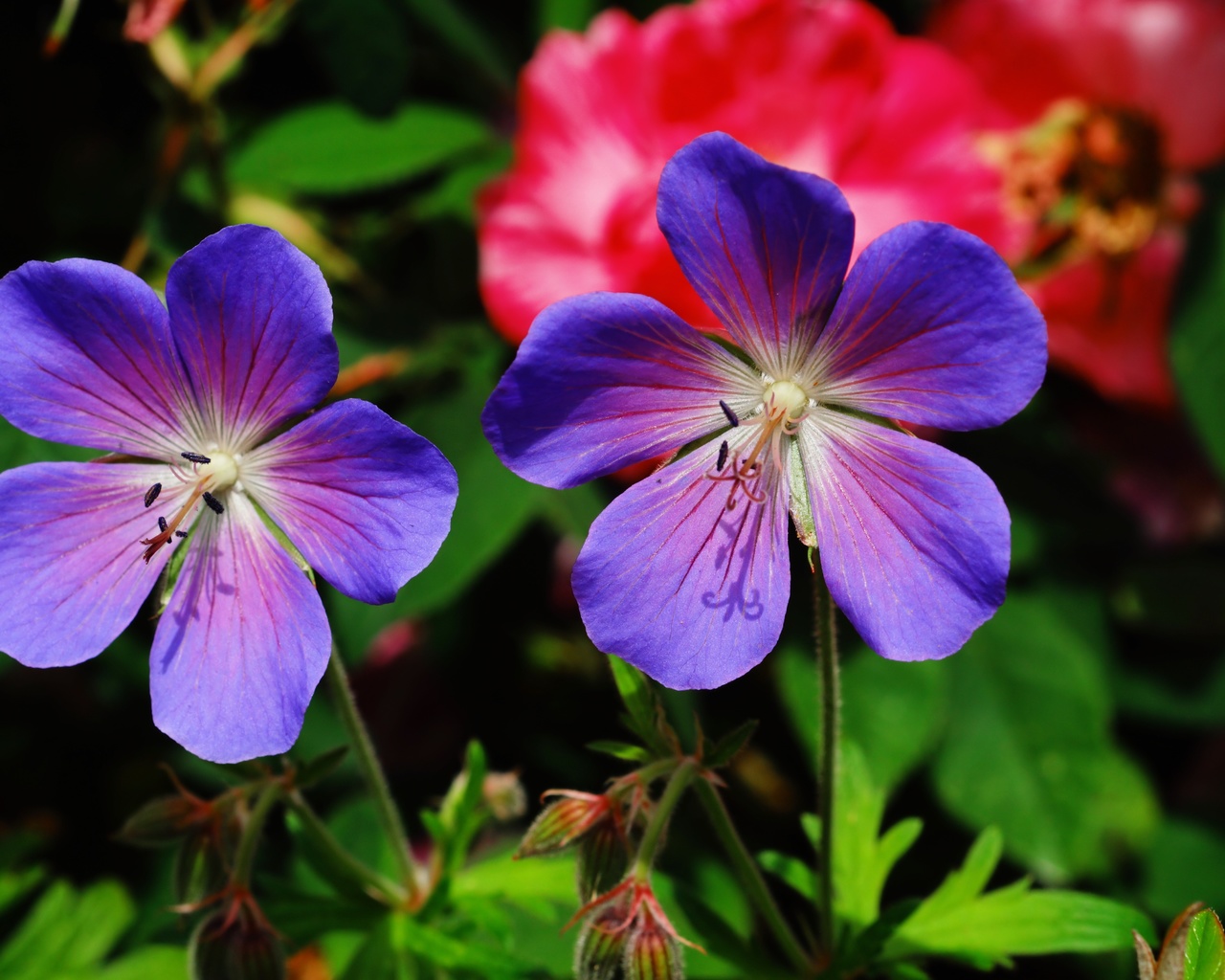 ,  , geranium pratense, , , 