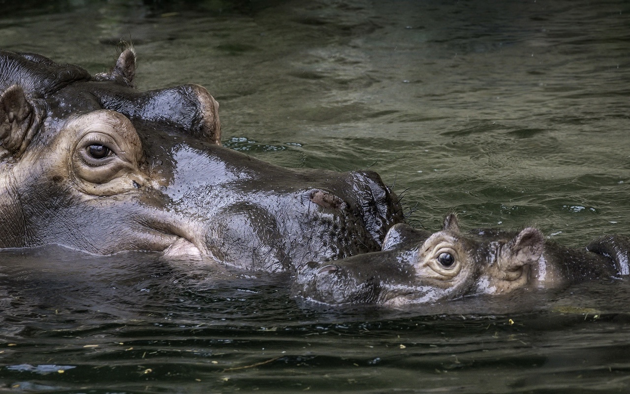 Стол бегемот в воде