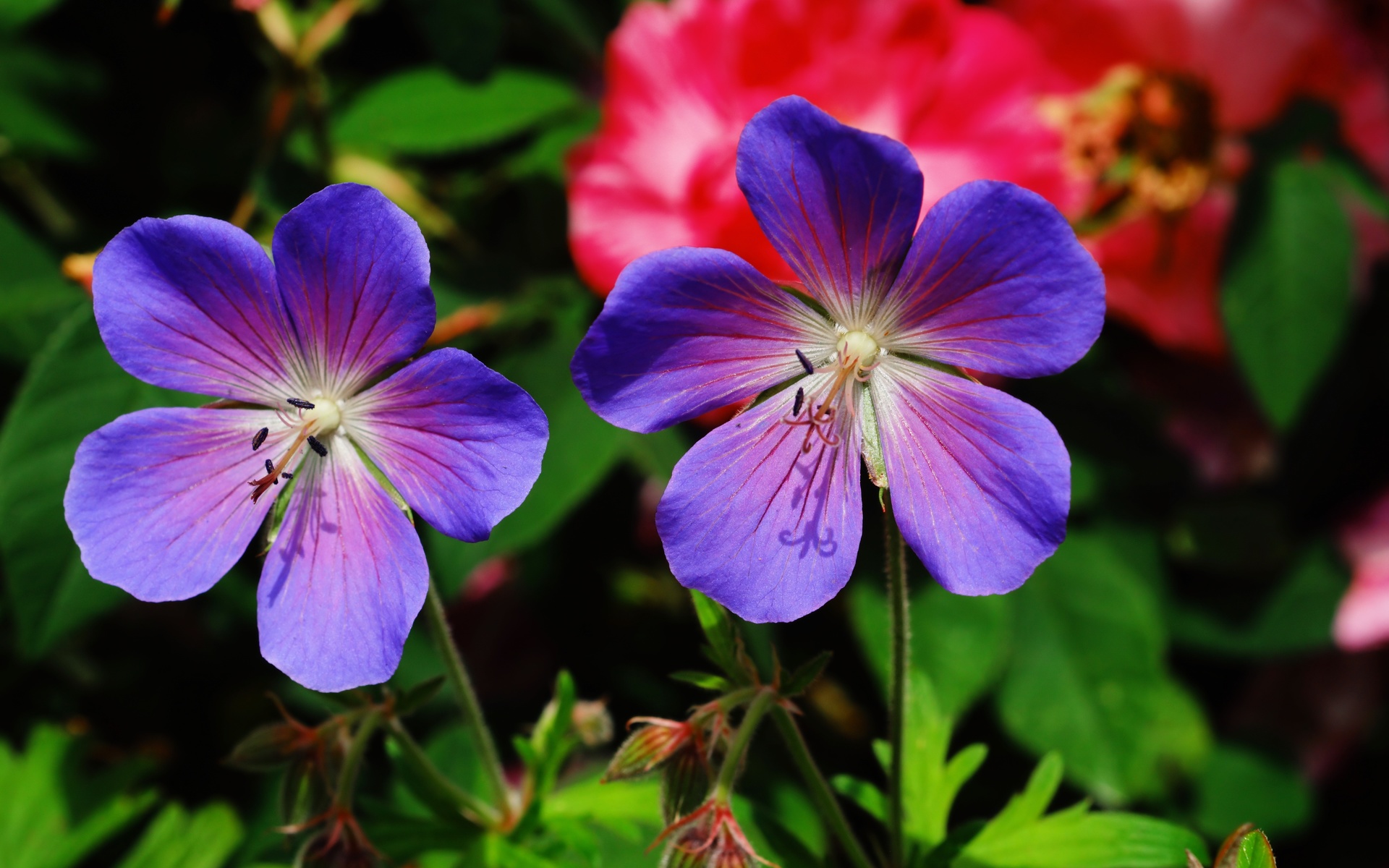 ,  , geranium pratense, , , 