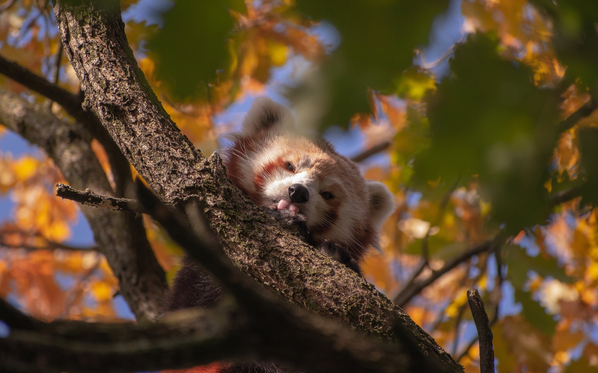 red panda, , , 