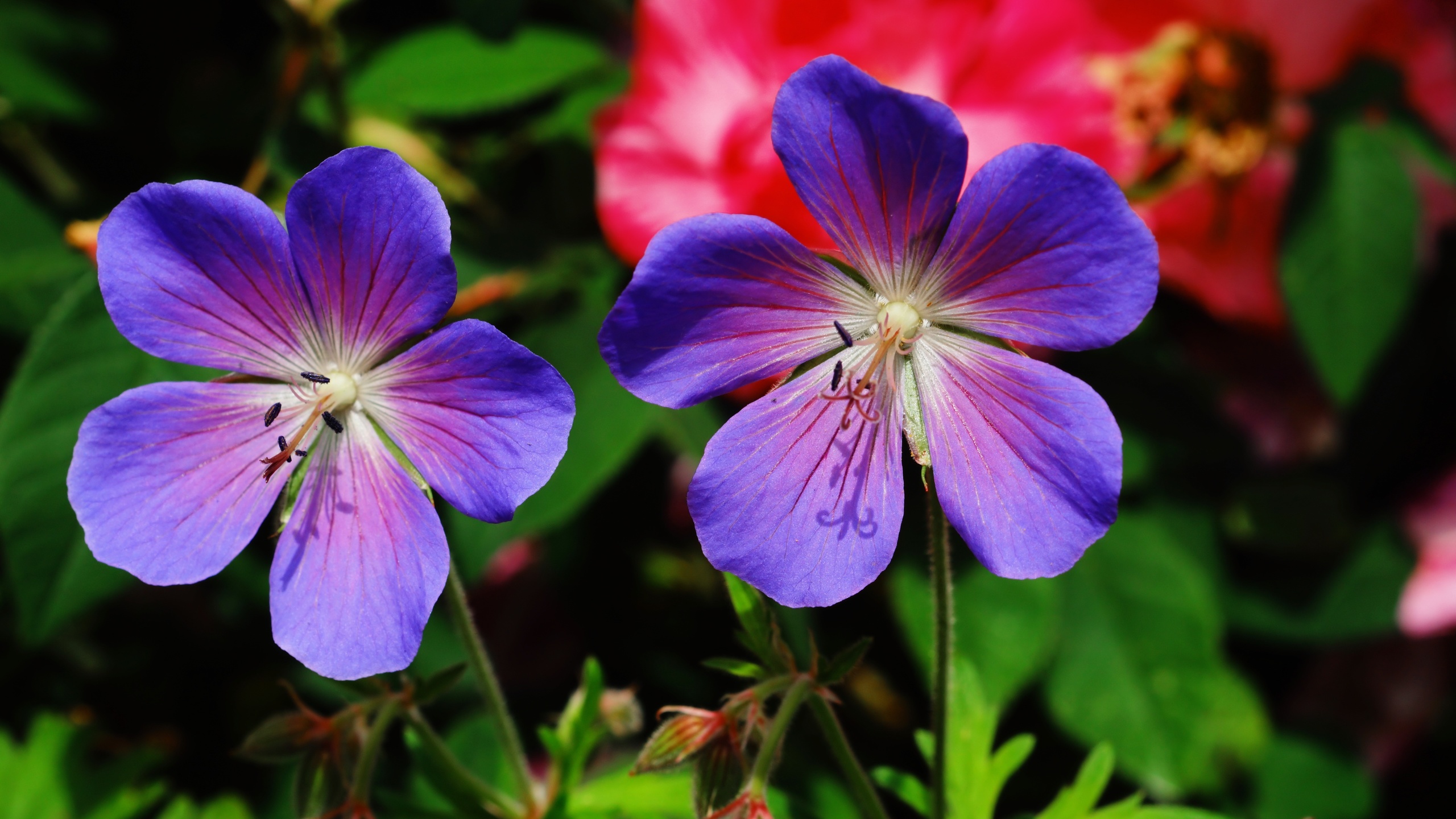 ,  , geranium pratense, , , 