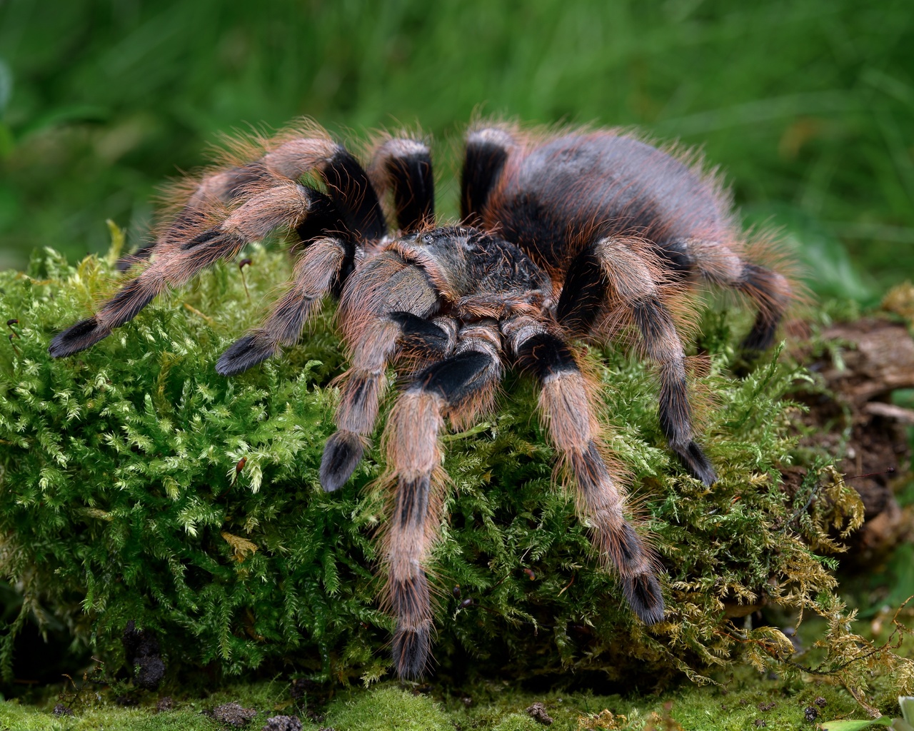 , salmon pink, tarantula, , 