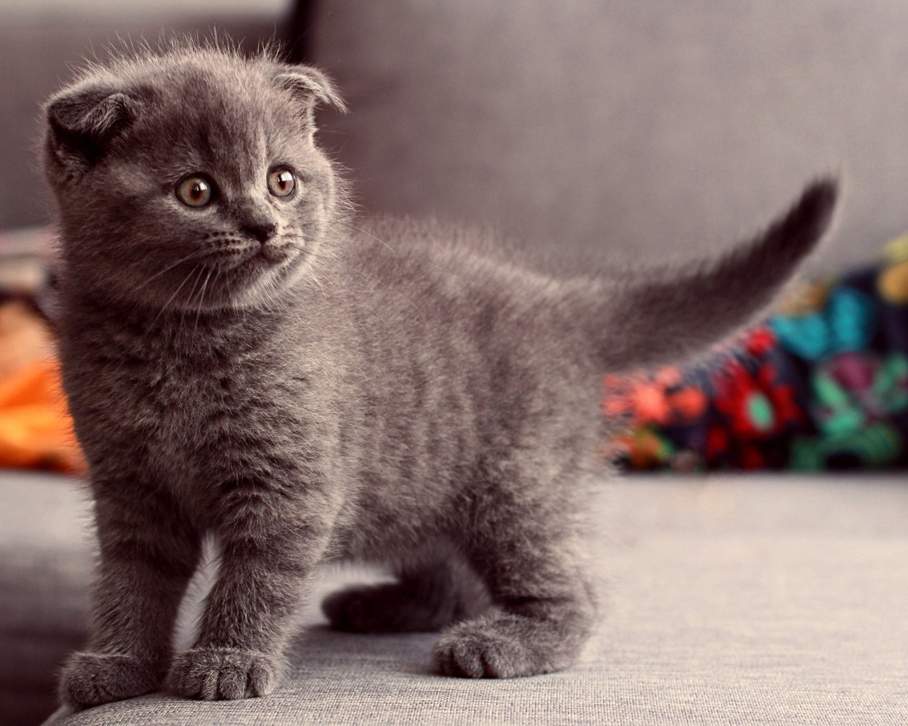 cat, scottish fold, animals, ,,,,