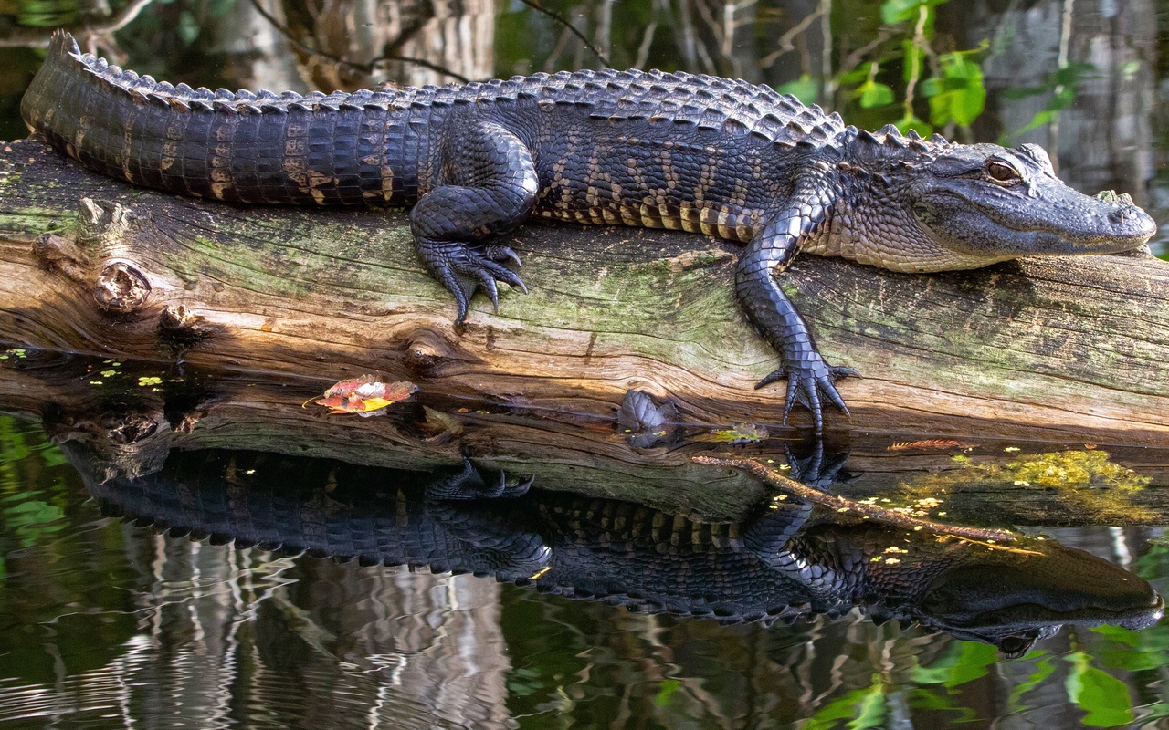 , alligator, , 