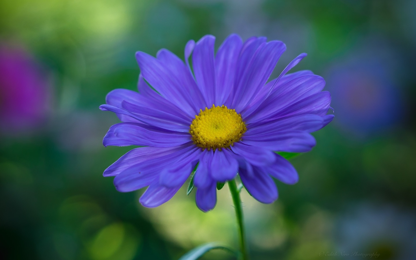 aster, macro, flora