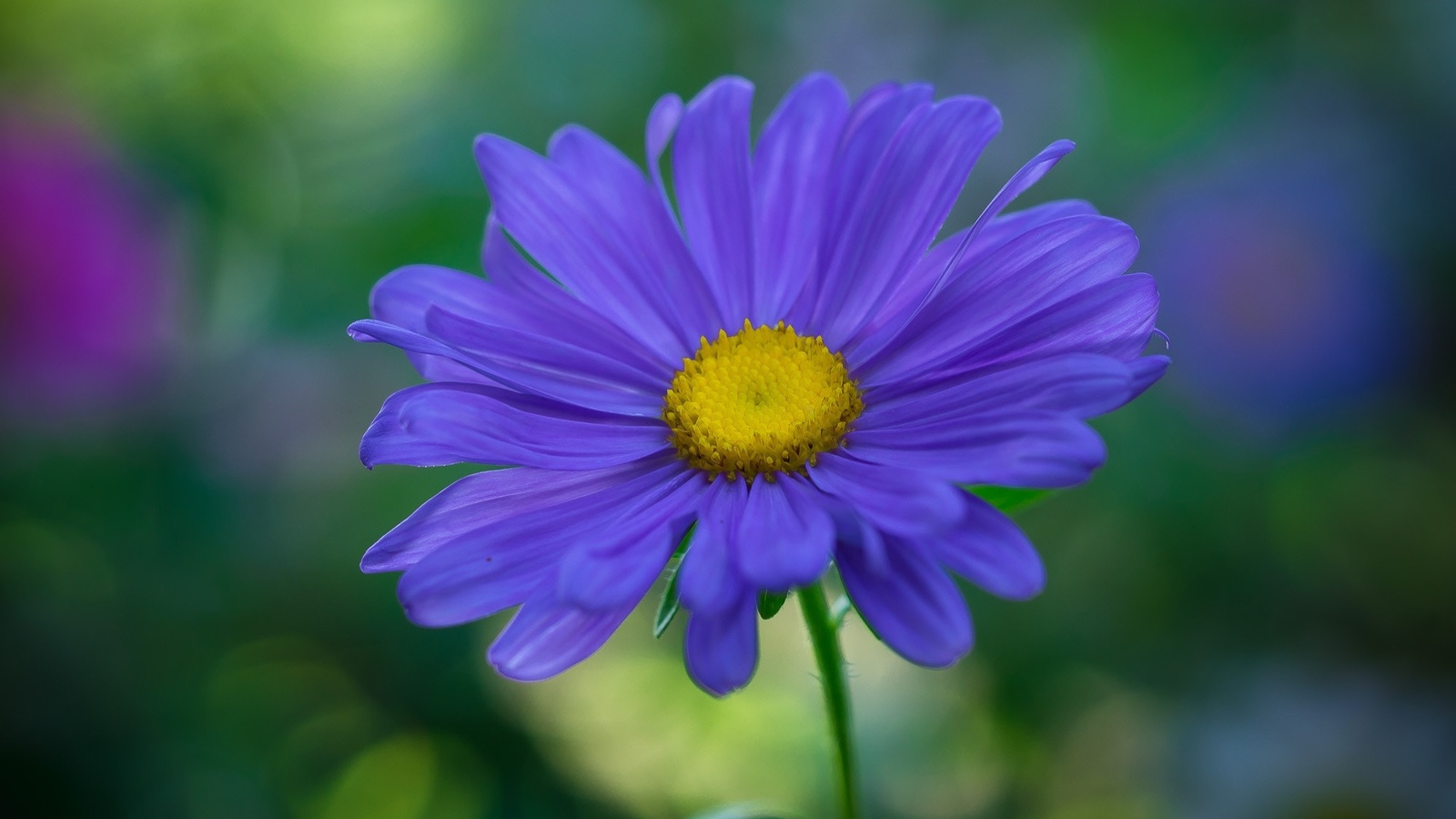 aster, macro, flora