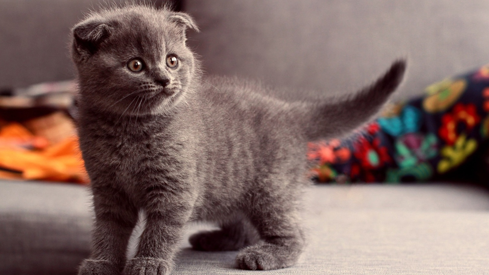 cat, scottish fold, animals, ,,,,