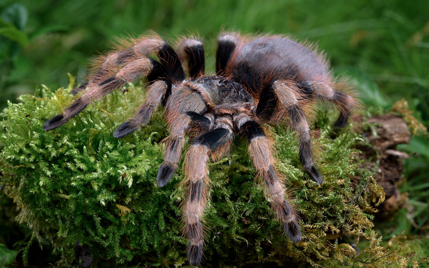 , salmon pink, tarantula, , 