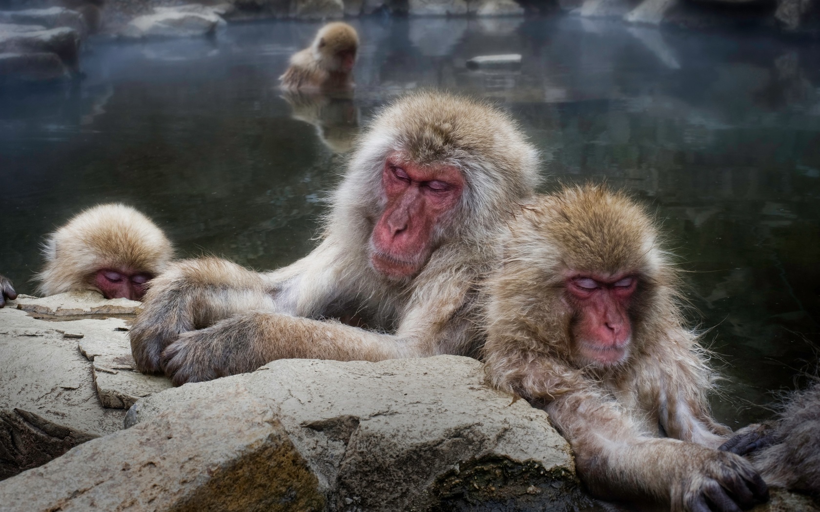 , , japanese macaque, 