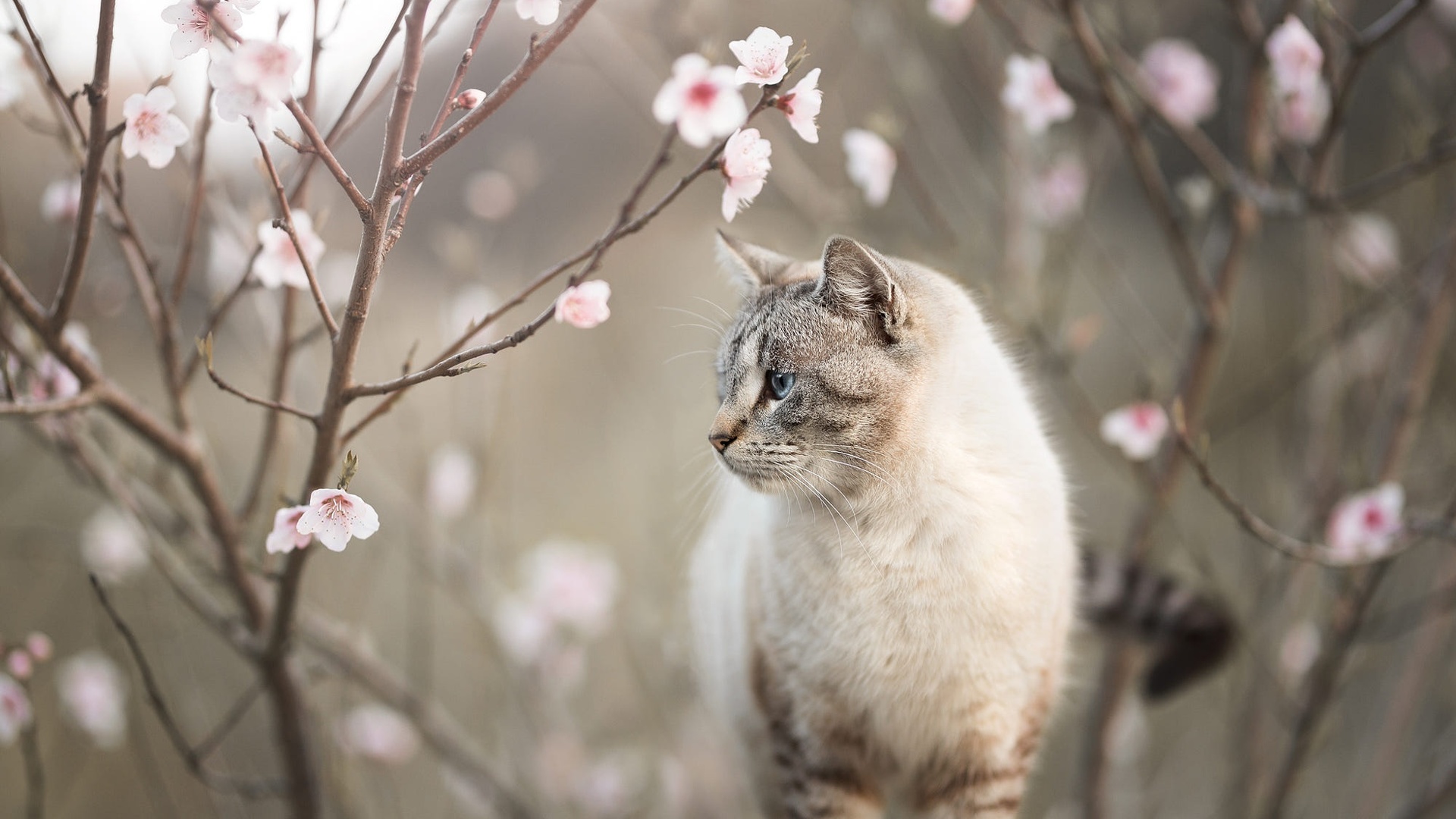 Коты весной картинки