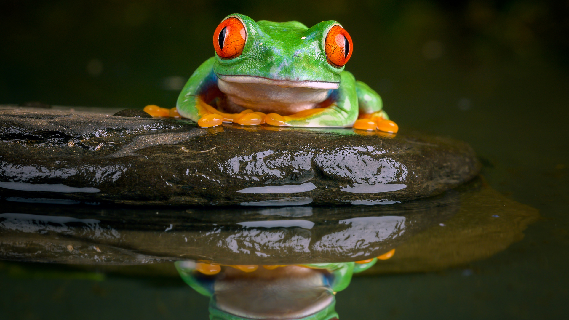 ,  , red-eyed treefrog, , 