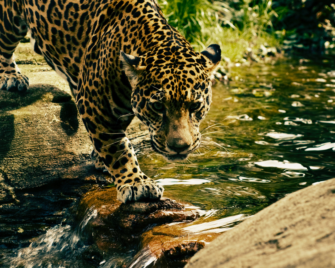 leopard, predator, water, big cat