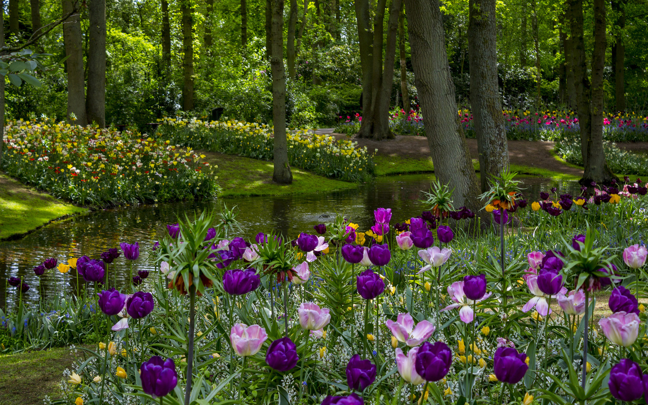 netherlands, parks, spring, pond tulips keukenhof