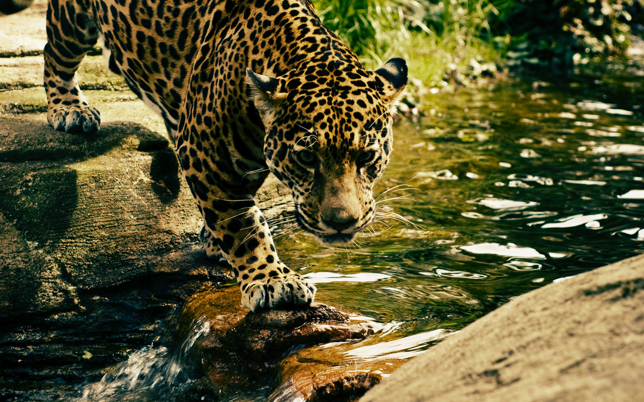 leopard, predator, water, big cat