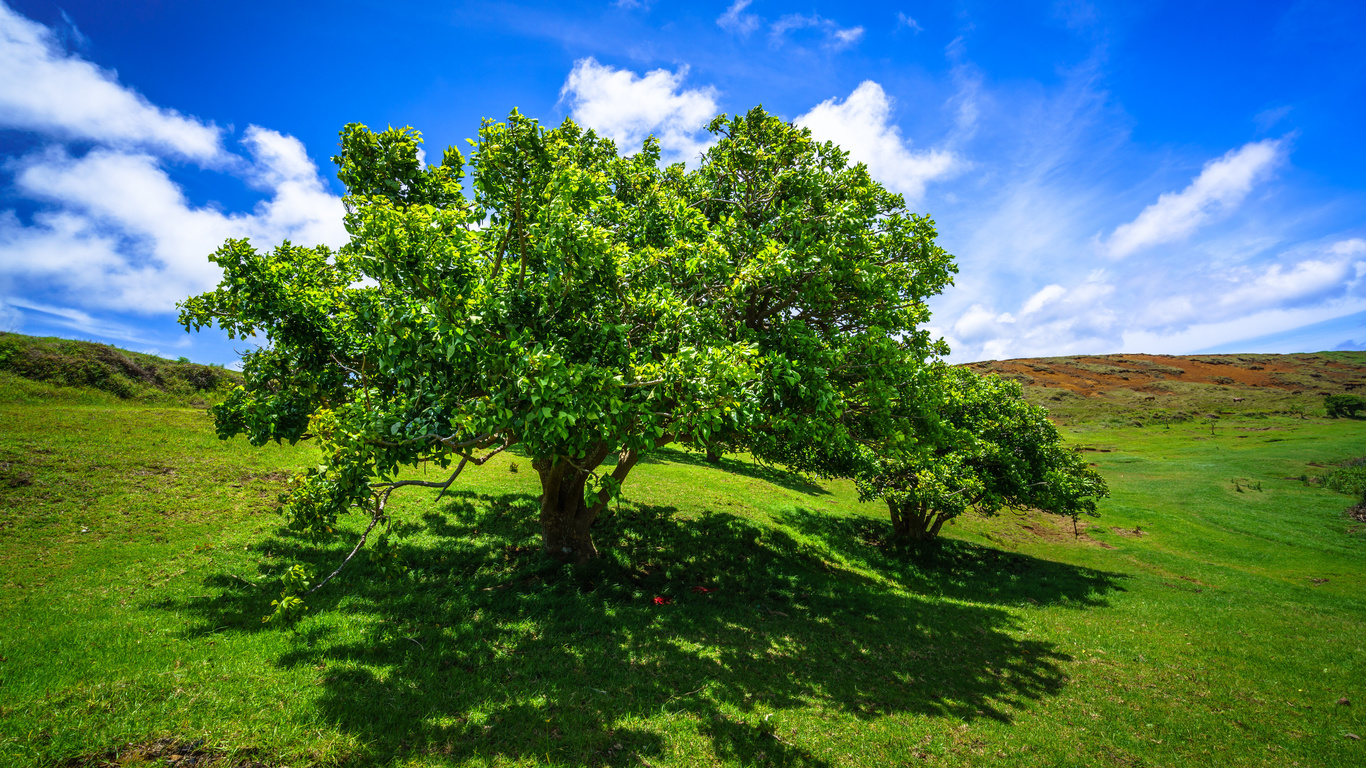 , , ranu raraku, easter island, , , , , 