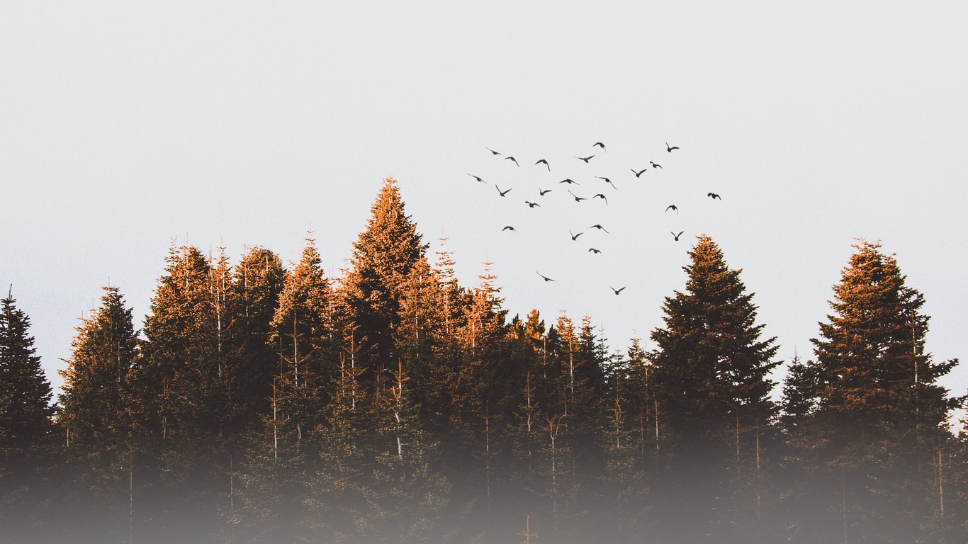 forest, birds