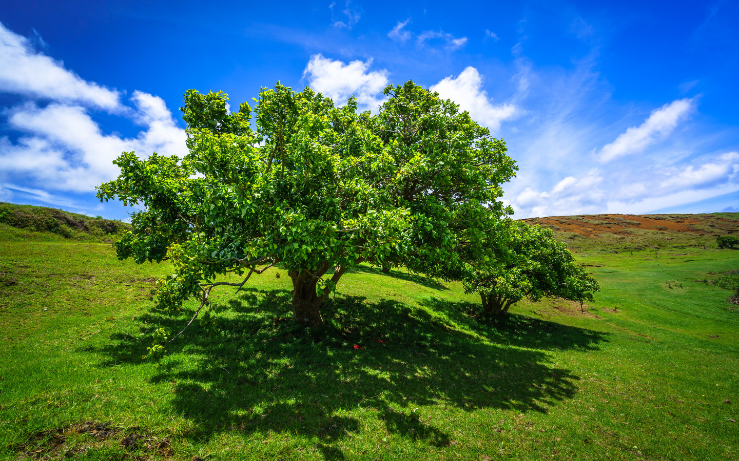 , , ranu raraku, easter island, , , , , 