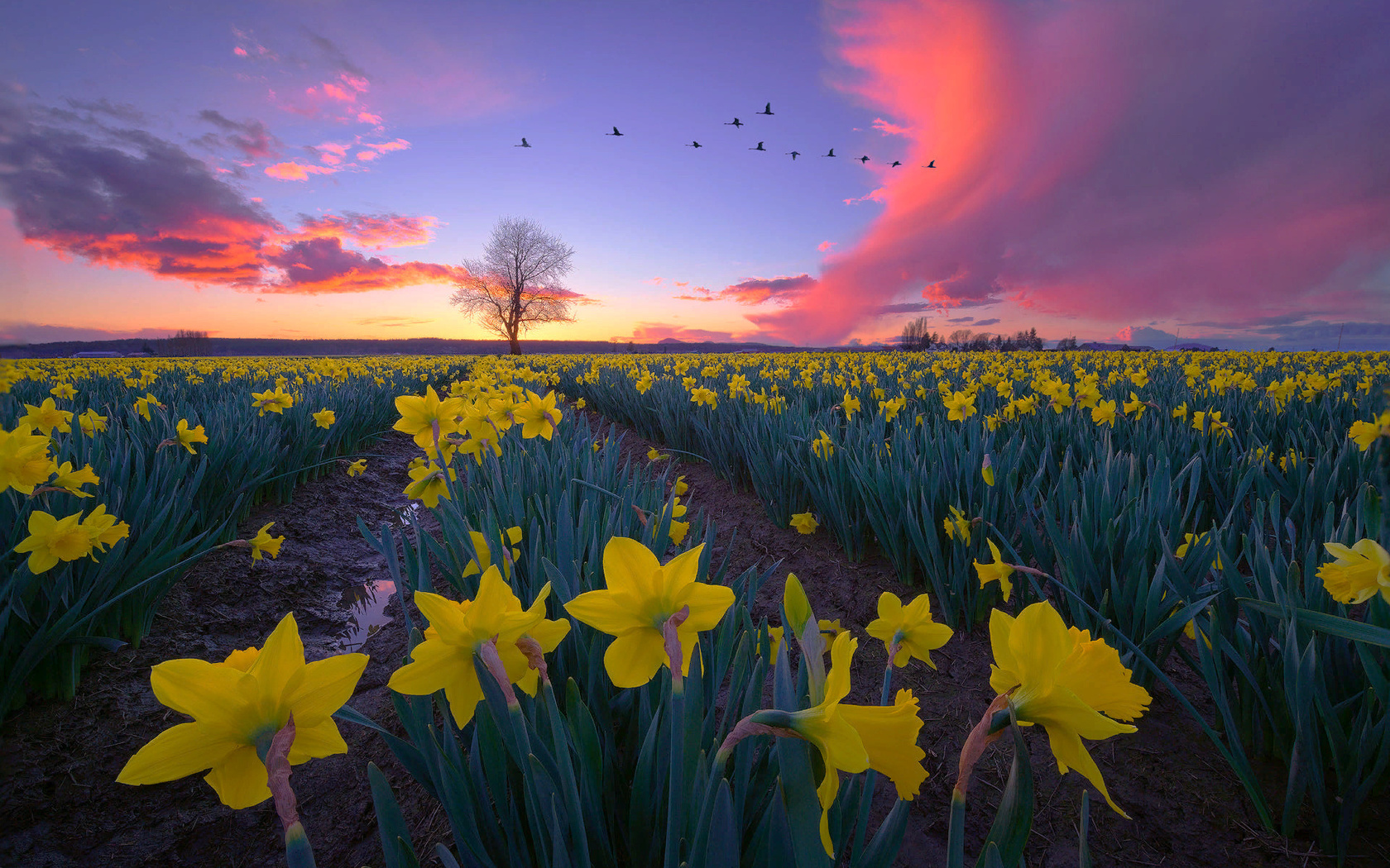 , , , , , , , , , , , skagit valley