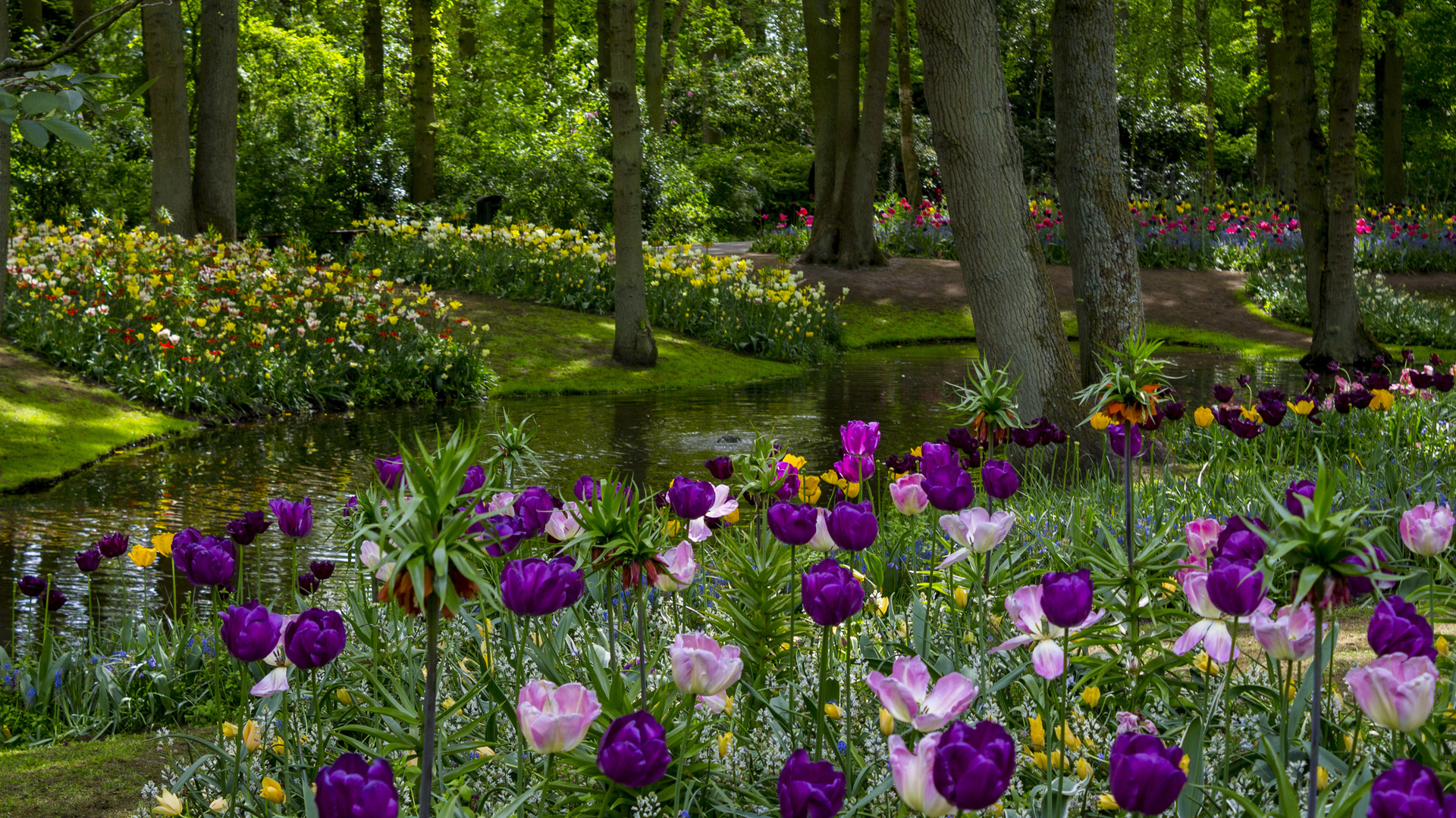 netherlands, parks, spring, pond tulips keukenhof