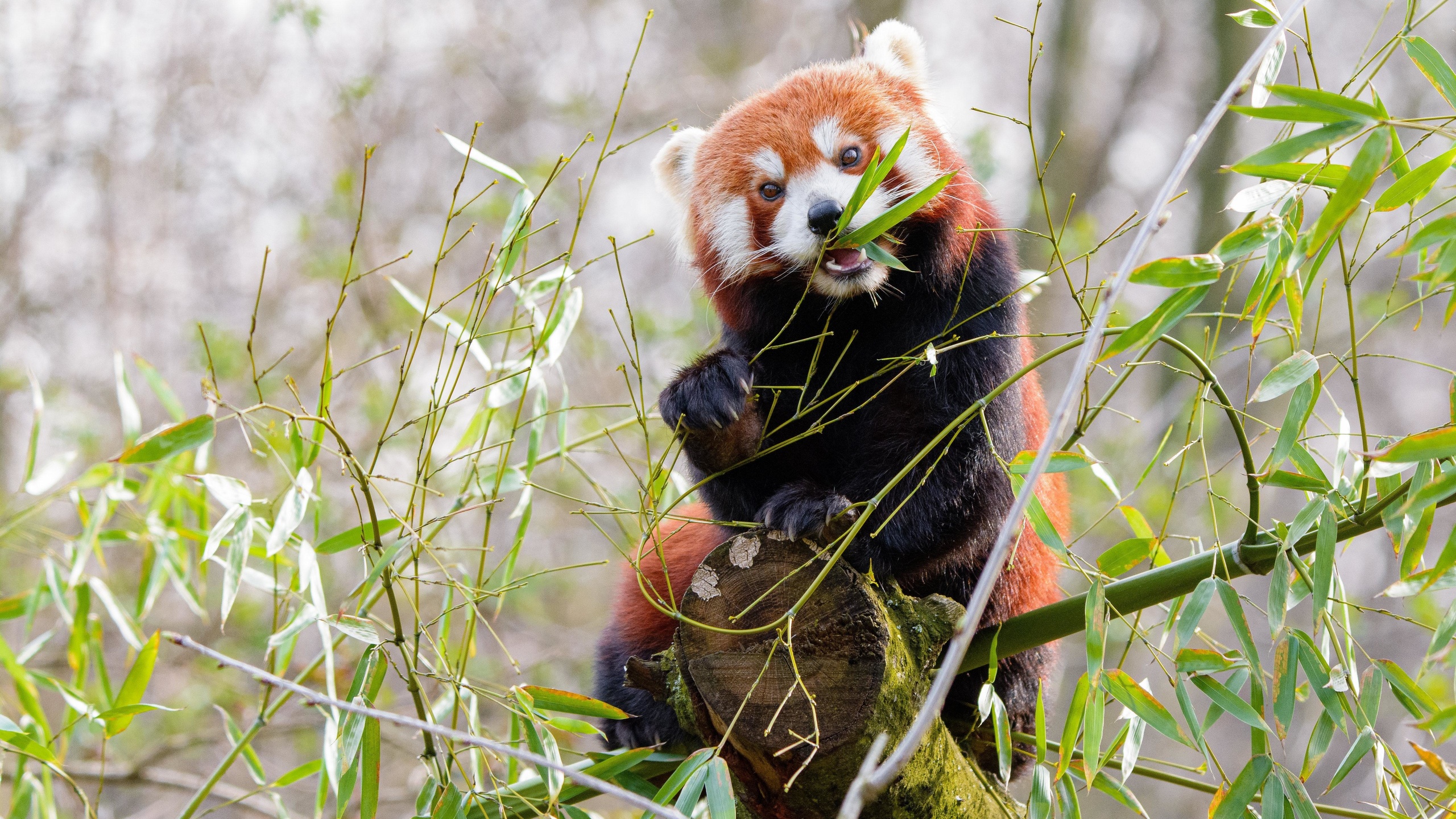 red panda, panda, cute, bamboo