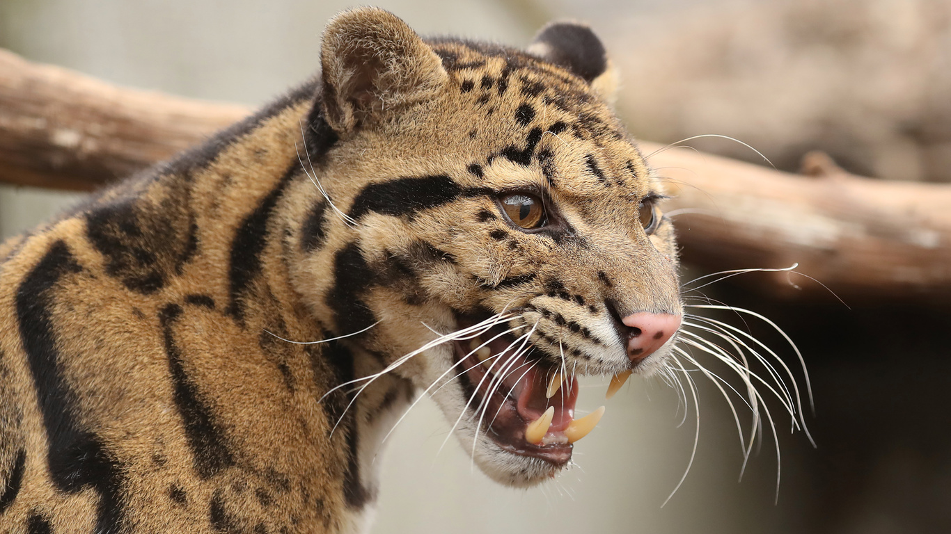 , , clouded, leopard, , , , , 