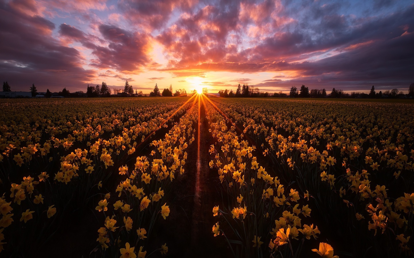 , , , , , , , , , , skagit valley, ,  