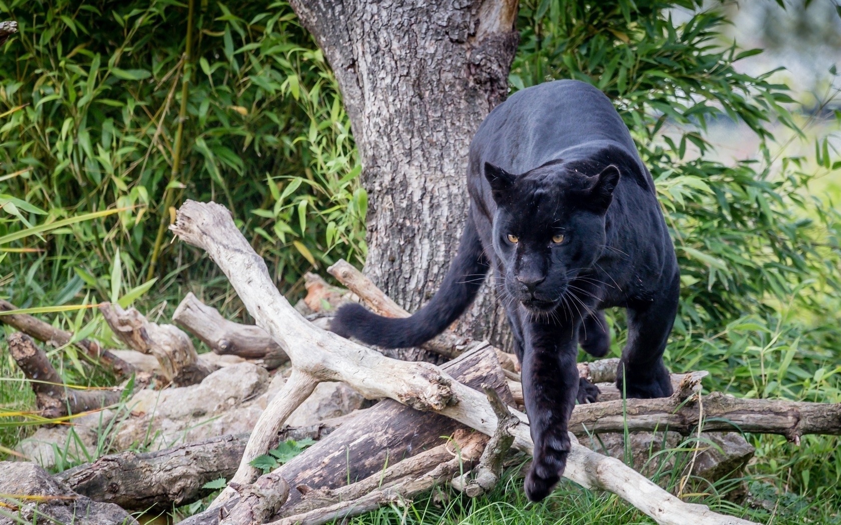 black, panther