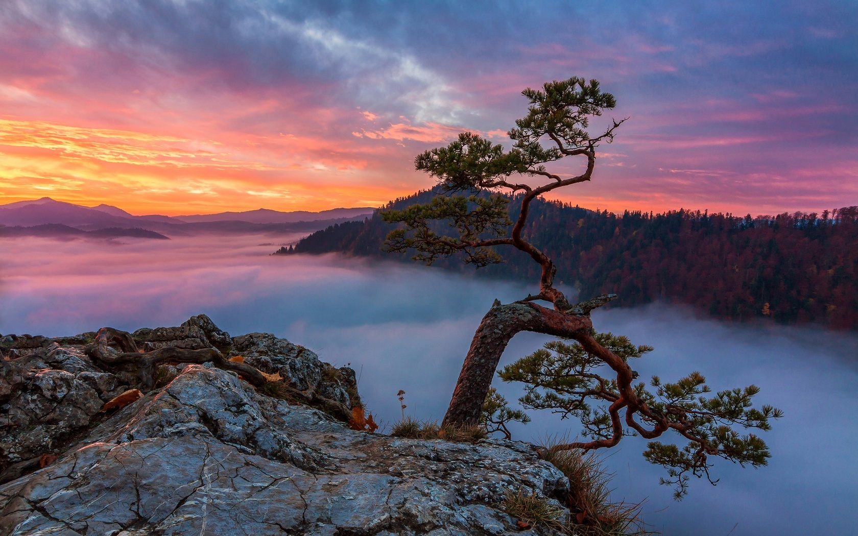 national park, pieniny, , 