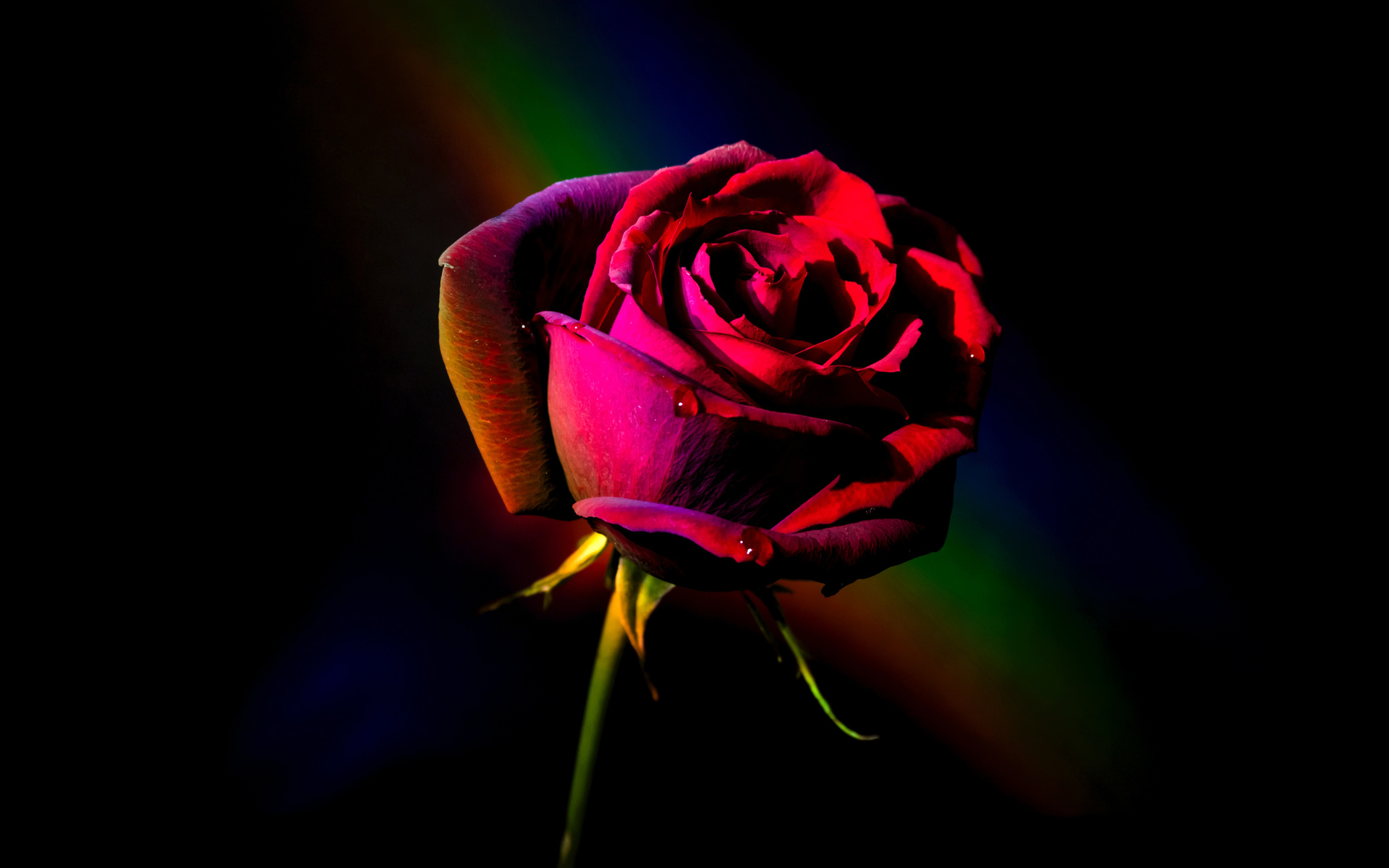 Фото на аву розы на черном фоне