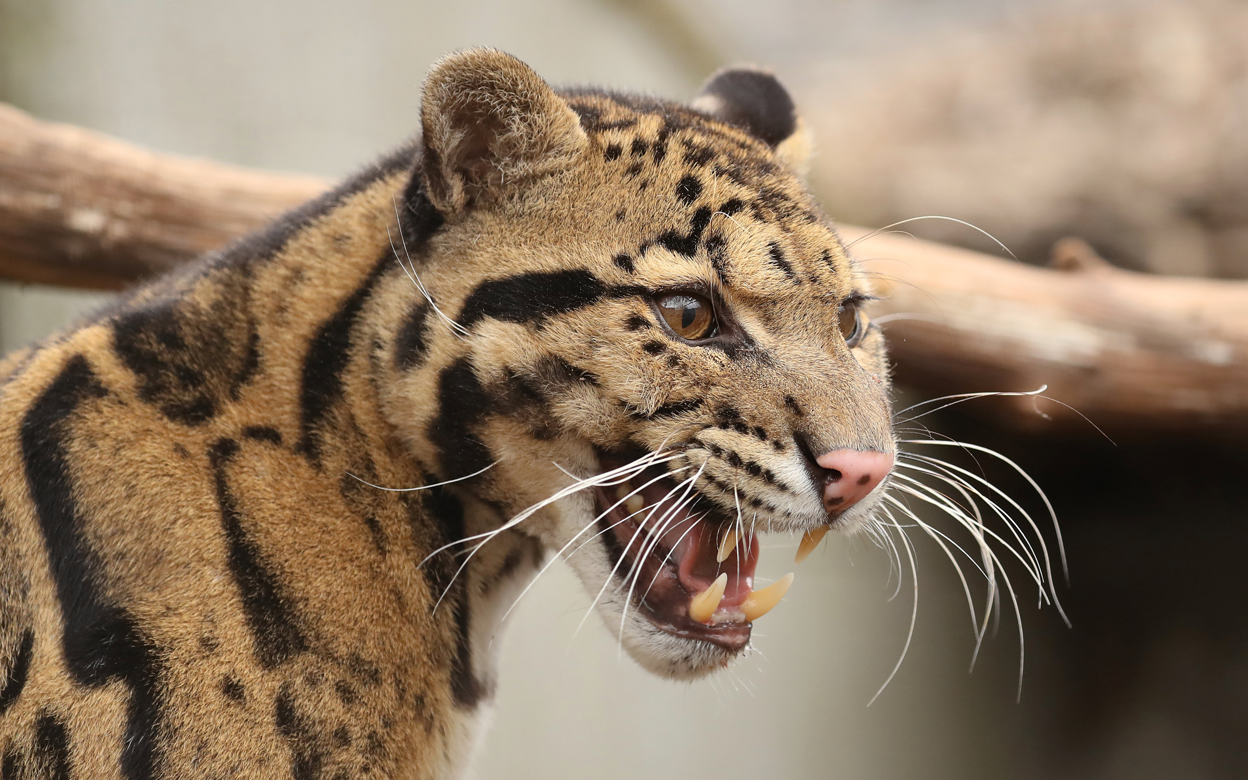 , , clouded, leopard, , , , , 