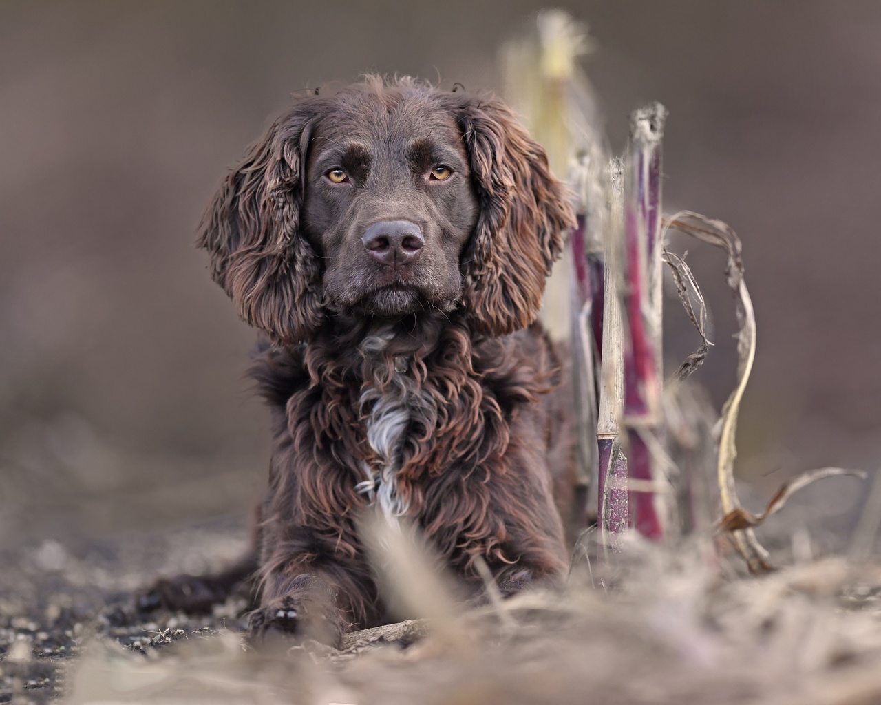 german spaniel, puppy, dog, photography