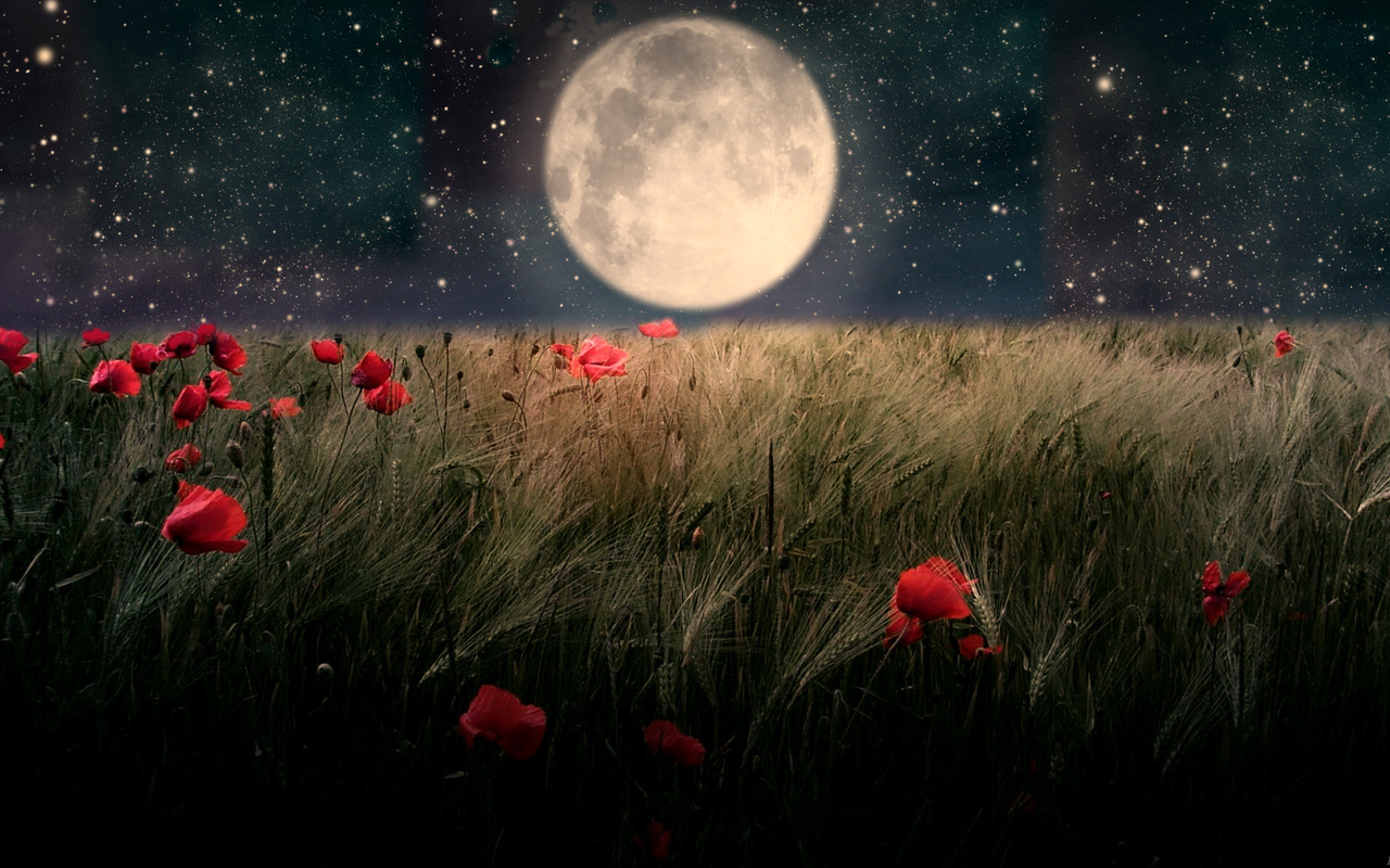 Маковое поле ночью под луной