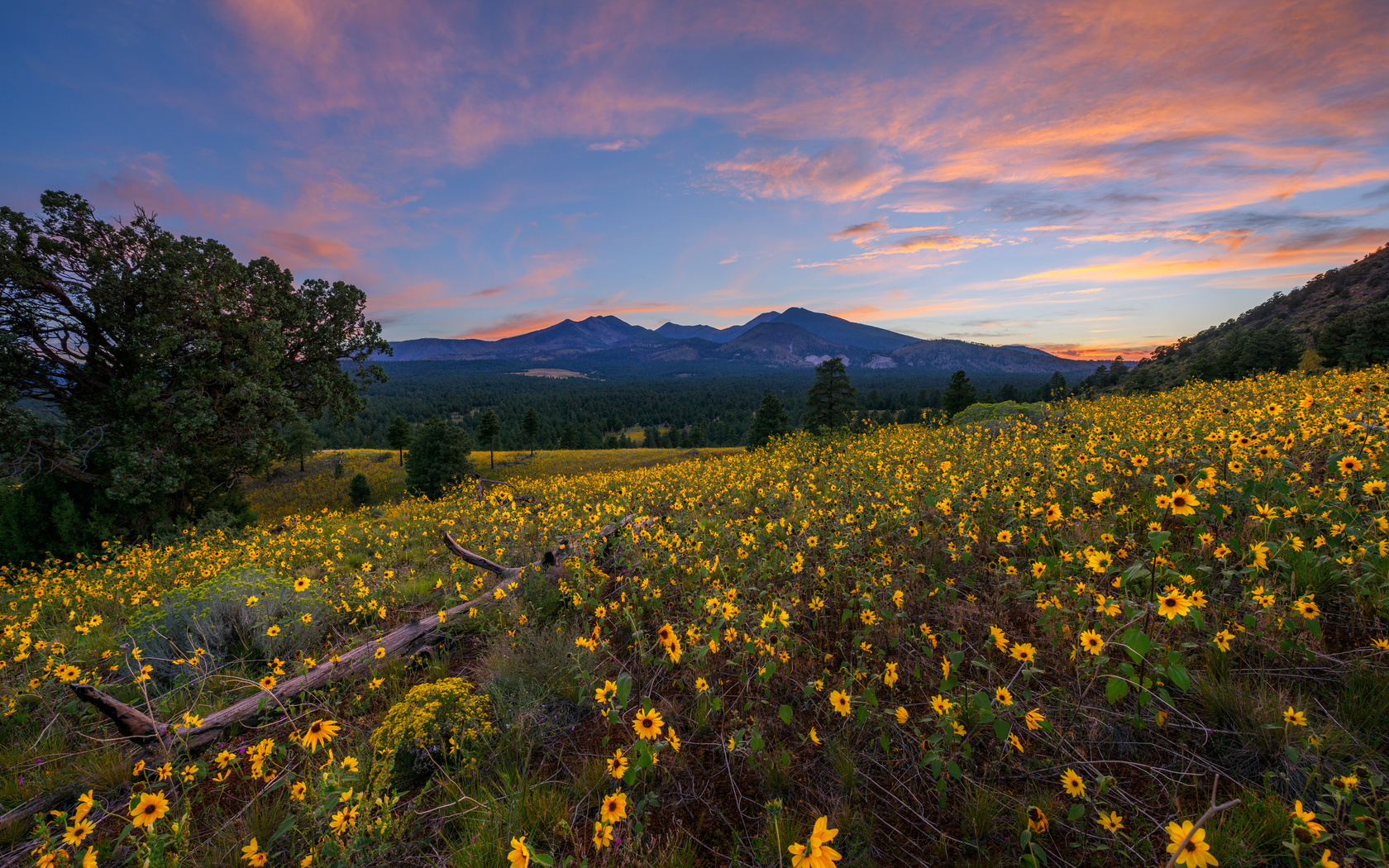 , , , flagstaff, arizona, , , 